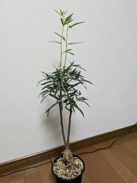ボトルツリー