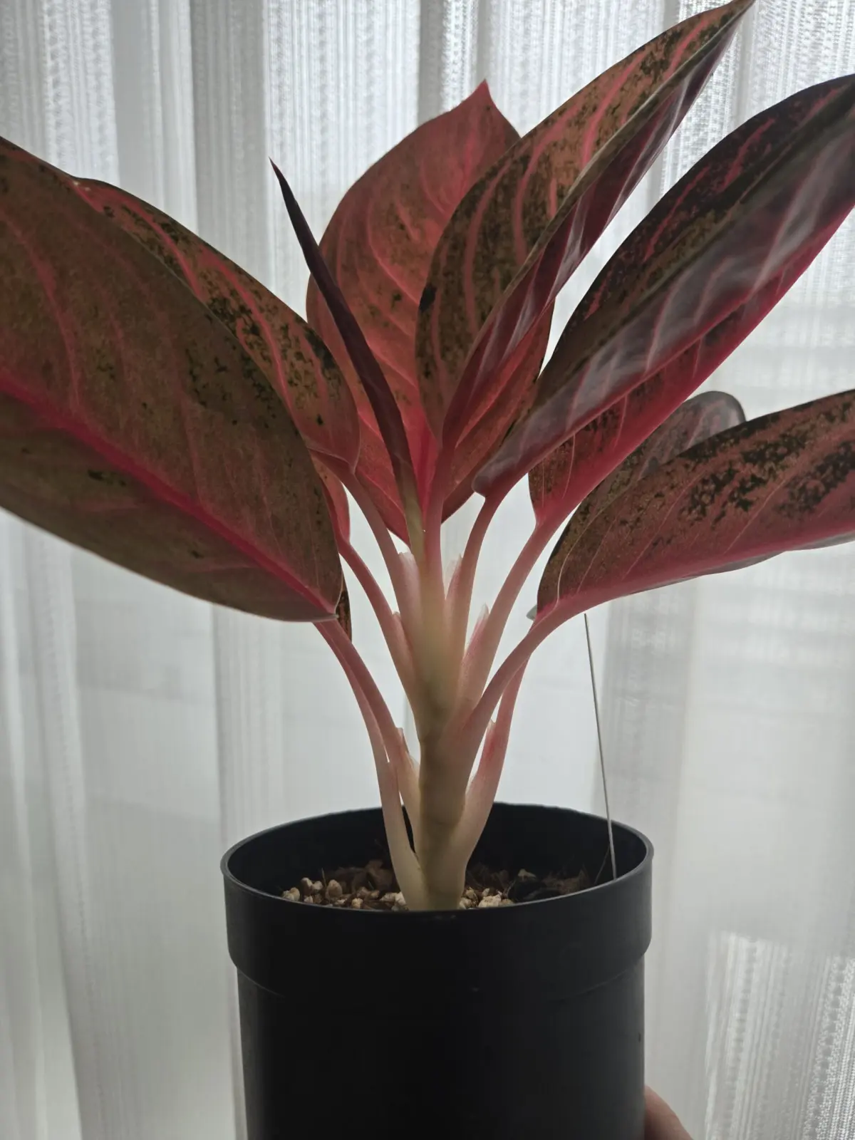 アグラオネマ　レッドスマトラ