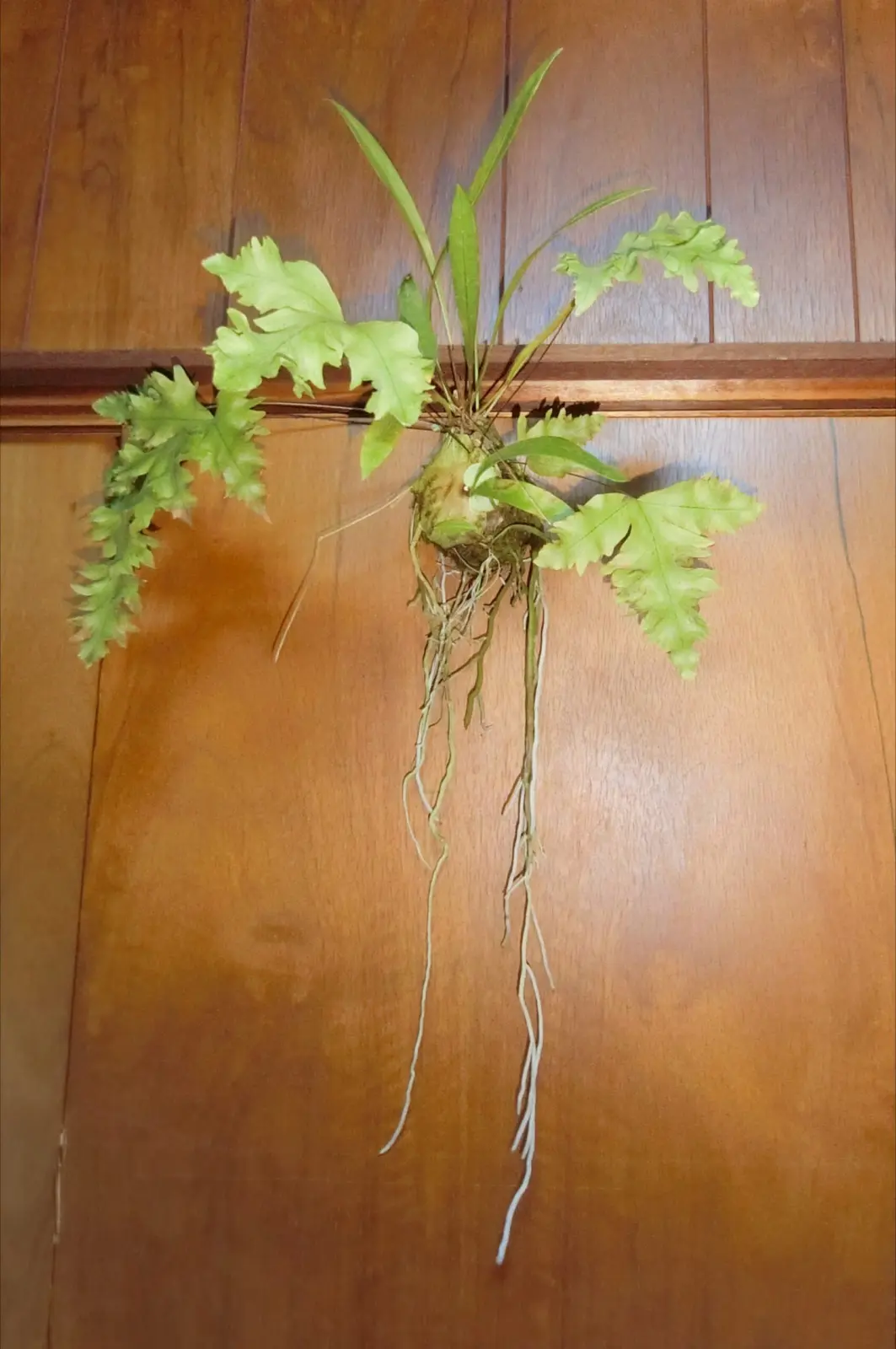 アンスリウム グラシレ