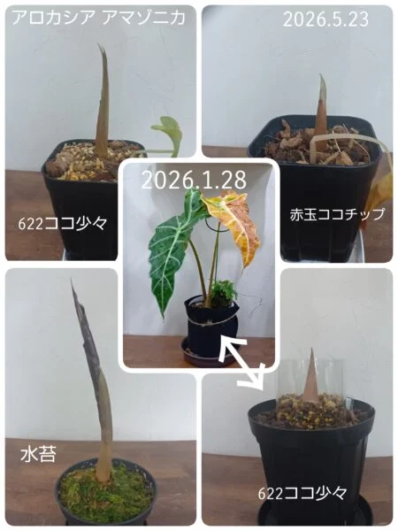 アロカシア アマゾニカ