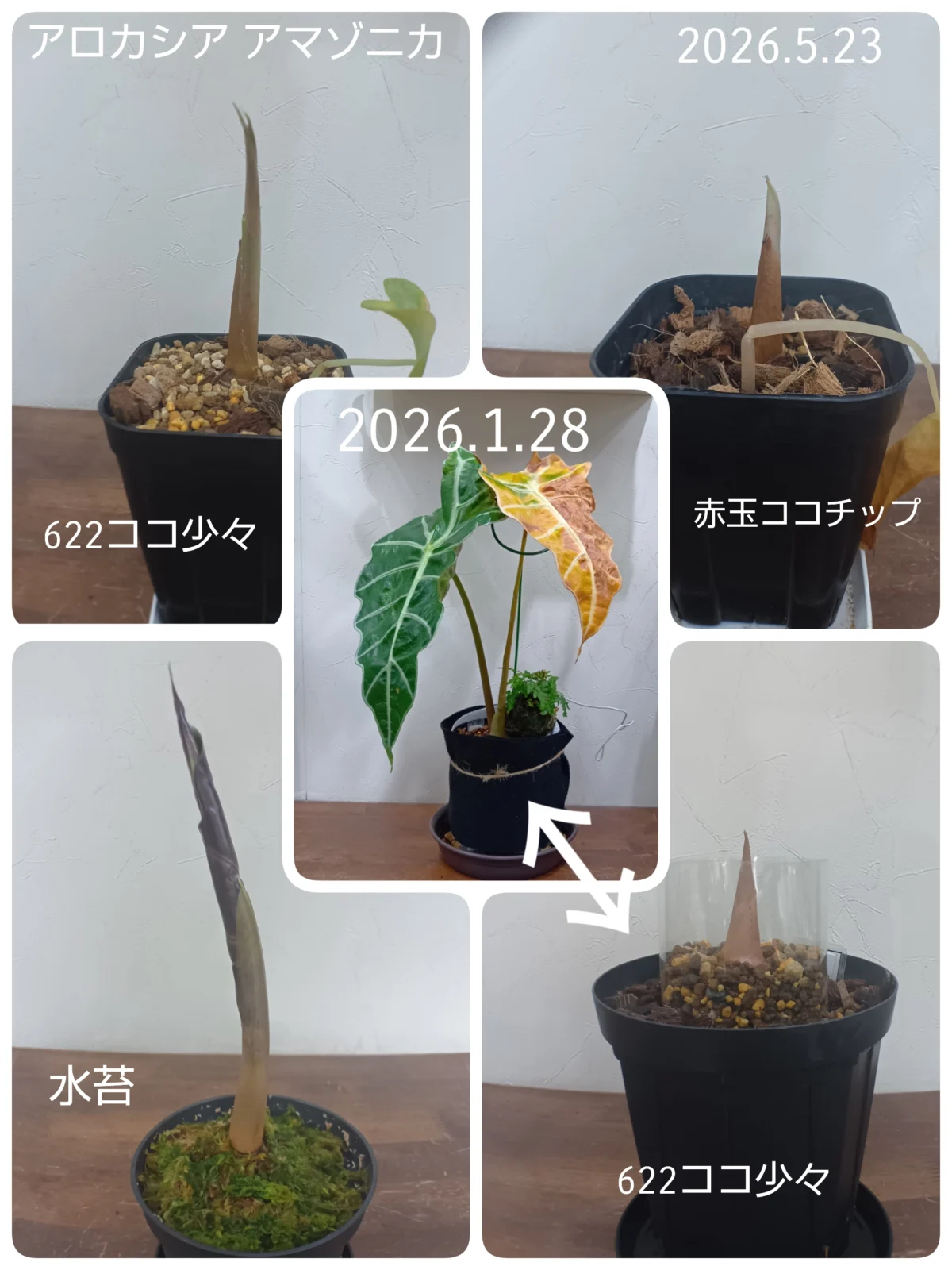 アロカシア アマゾニカ