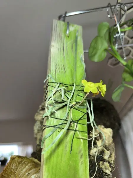 キロスキスタ ミカワスパイター 花
