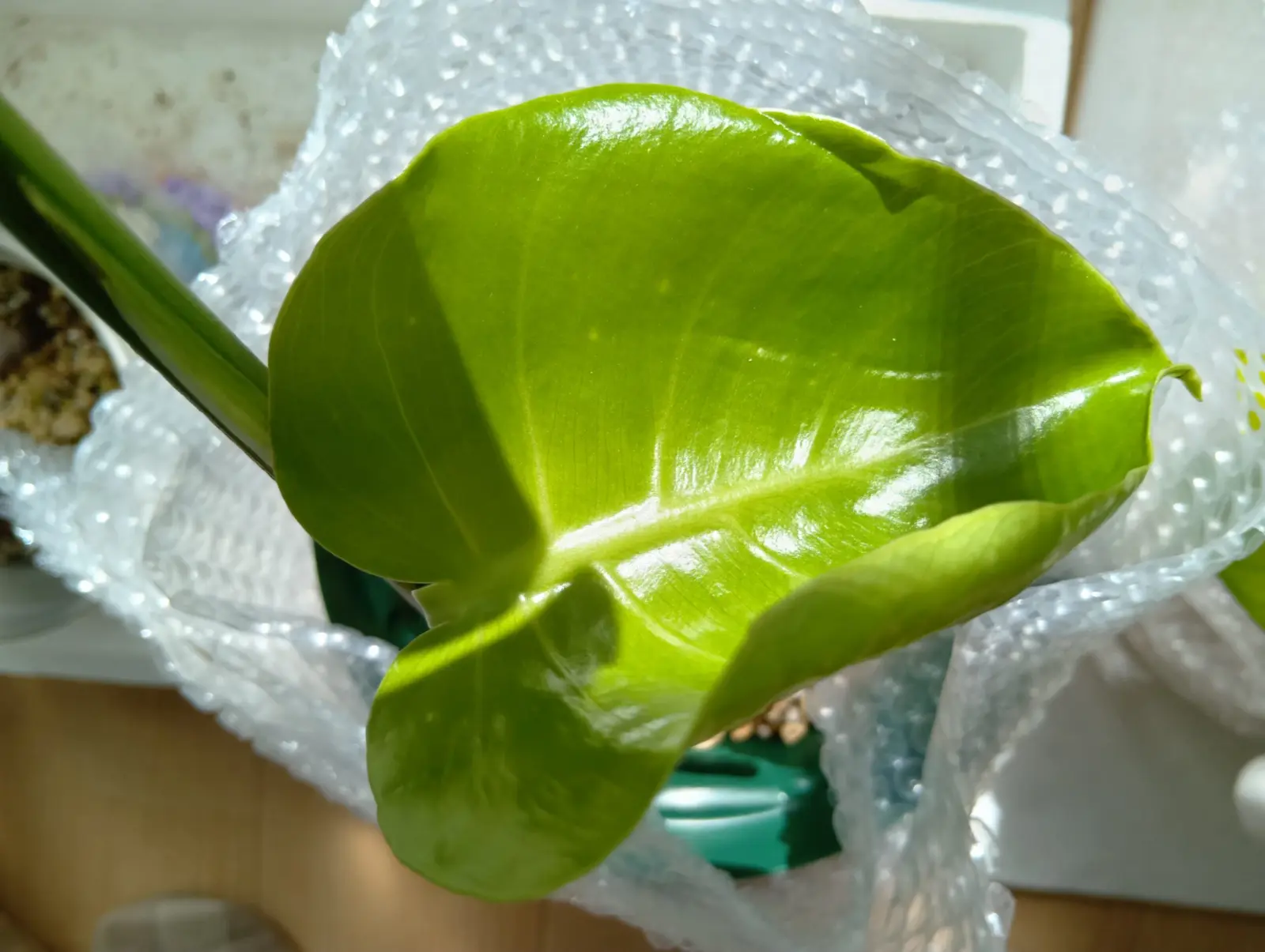 モンステラ　新芽