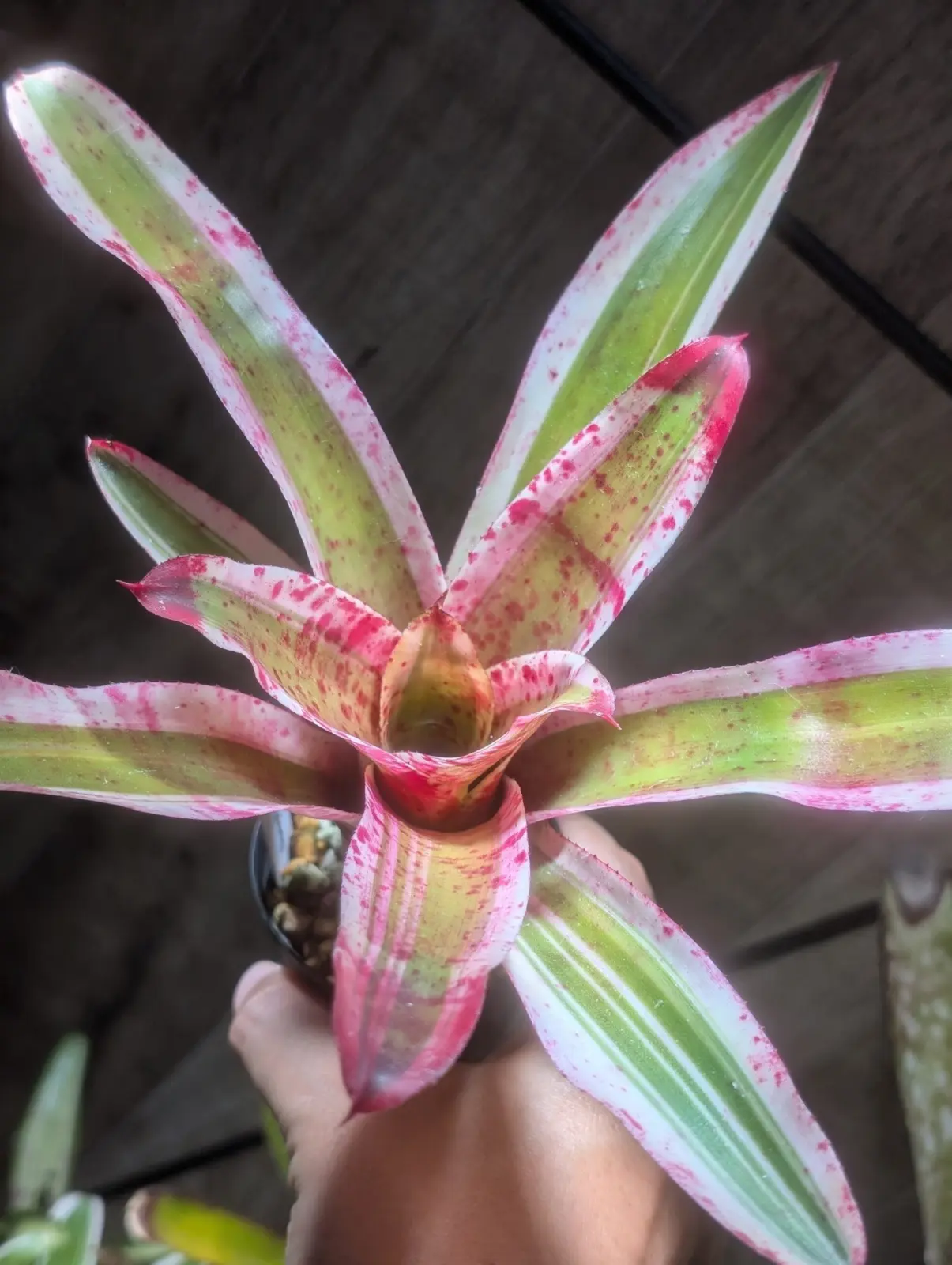 ネオレゲリア アラエア