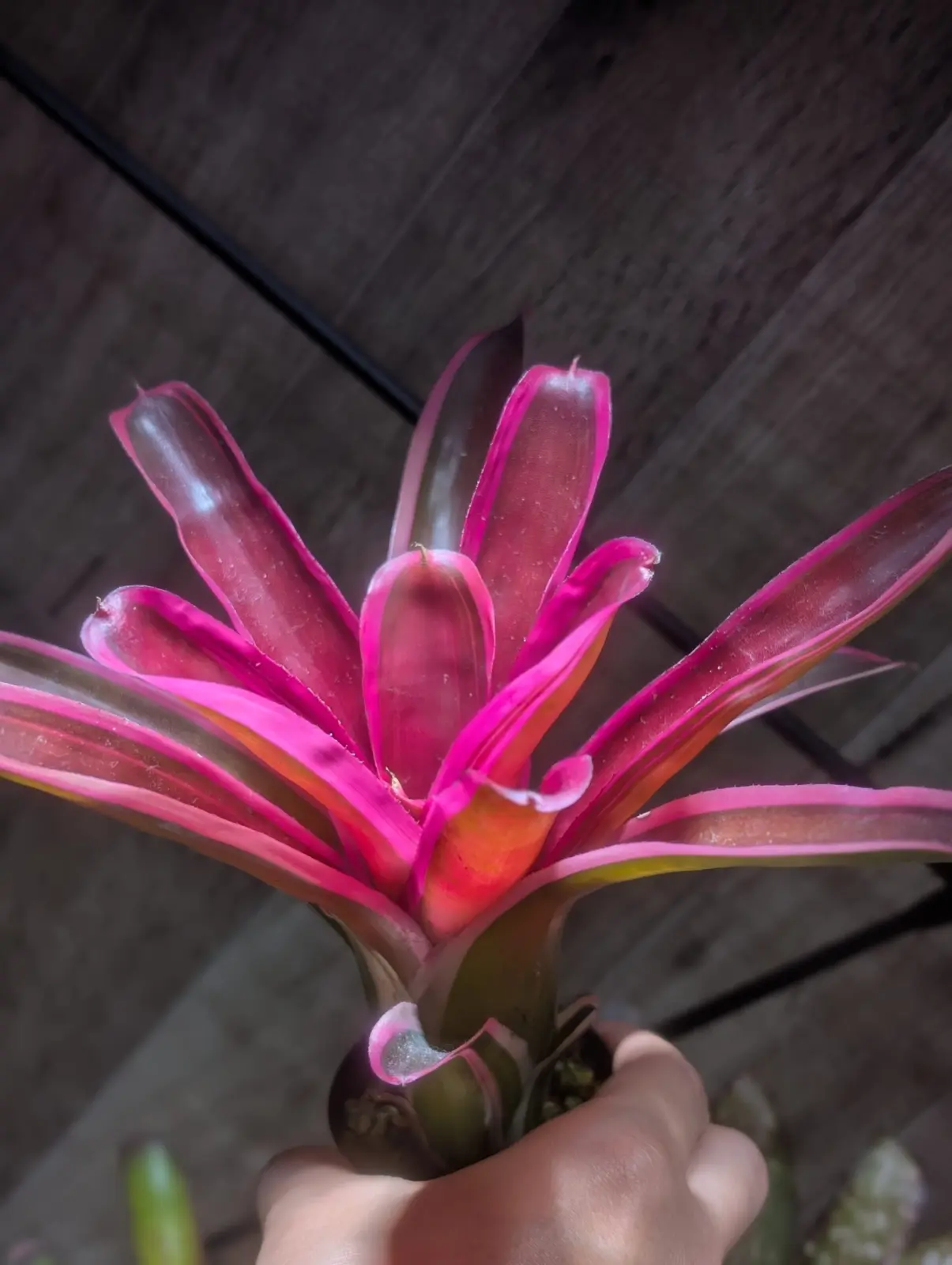 ネオレゲリア スピークノーイーブル