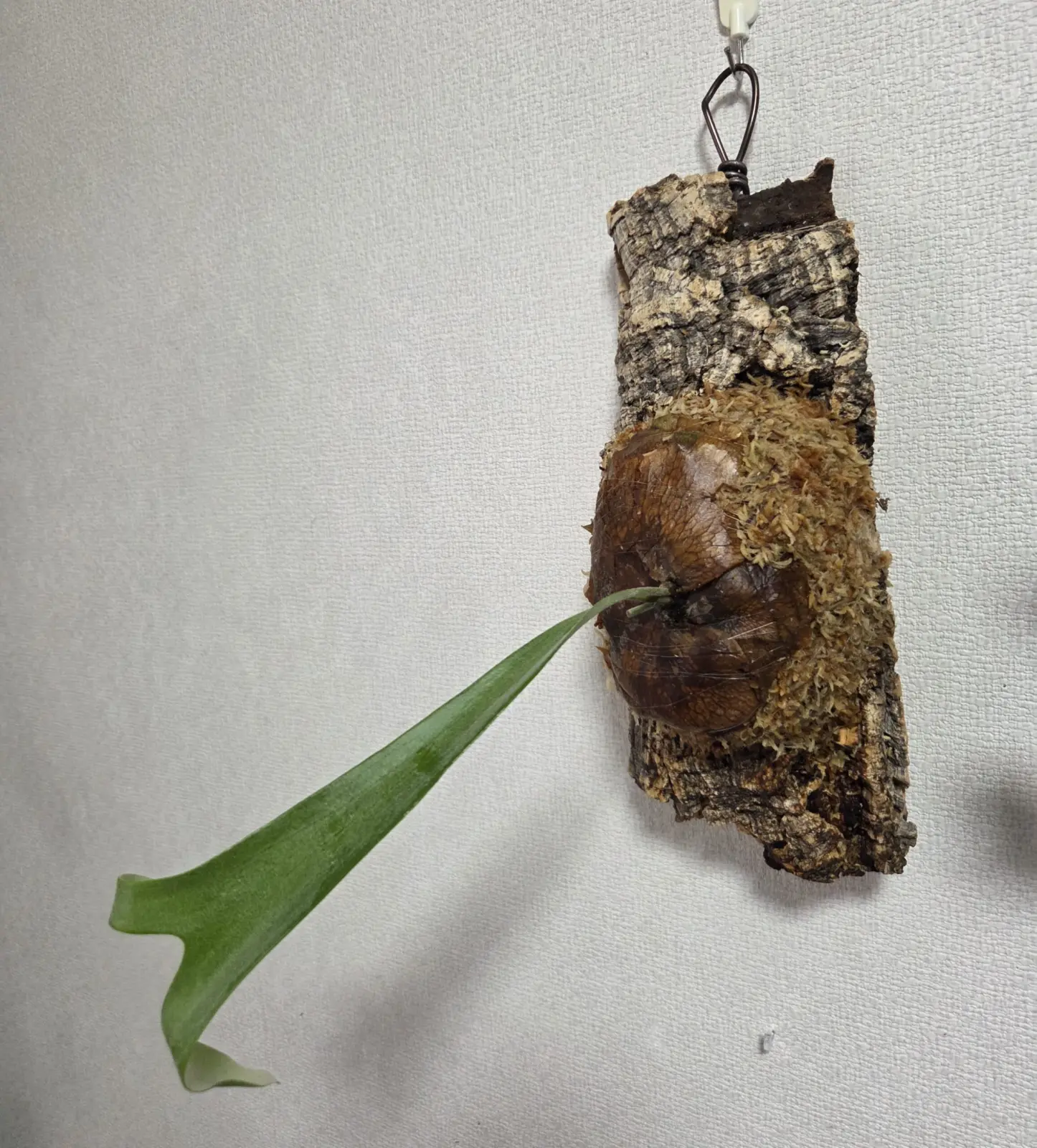 ビカクシダ　札落ち