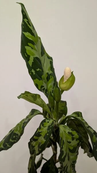 アグラオネマ ピクタム 花