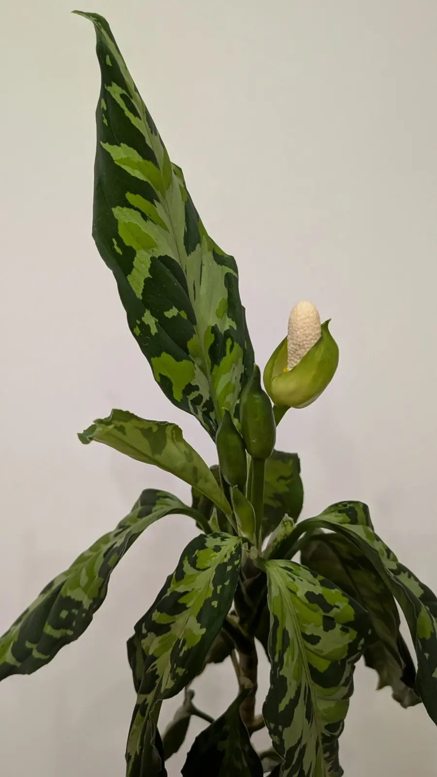 アグラオネマ　ピクタム　花