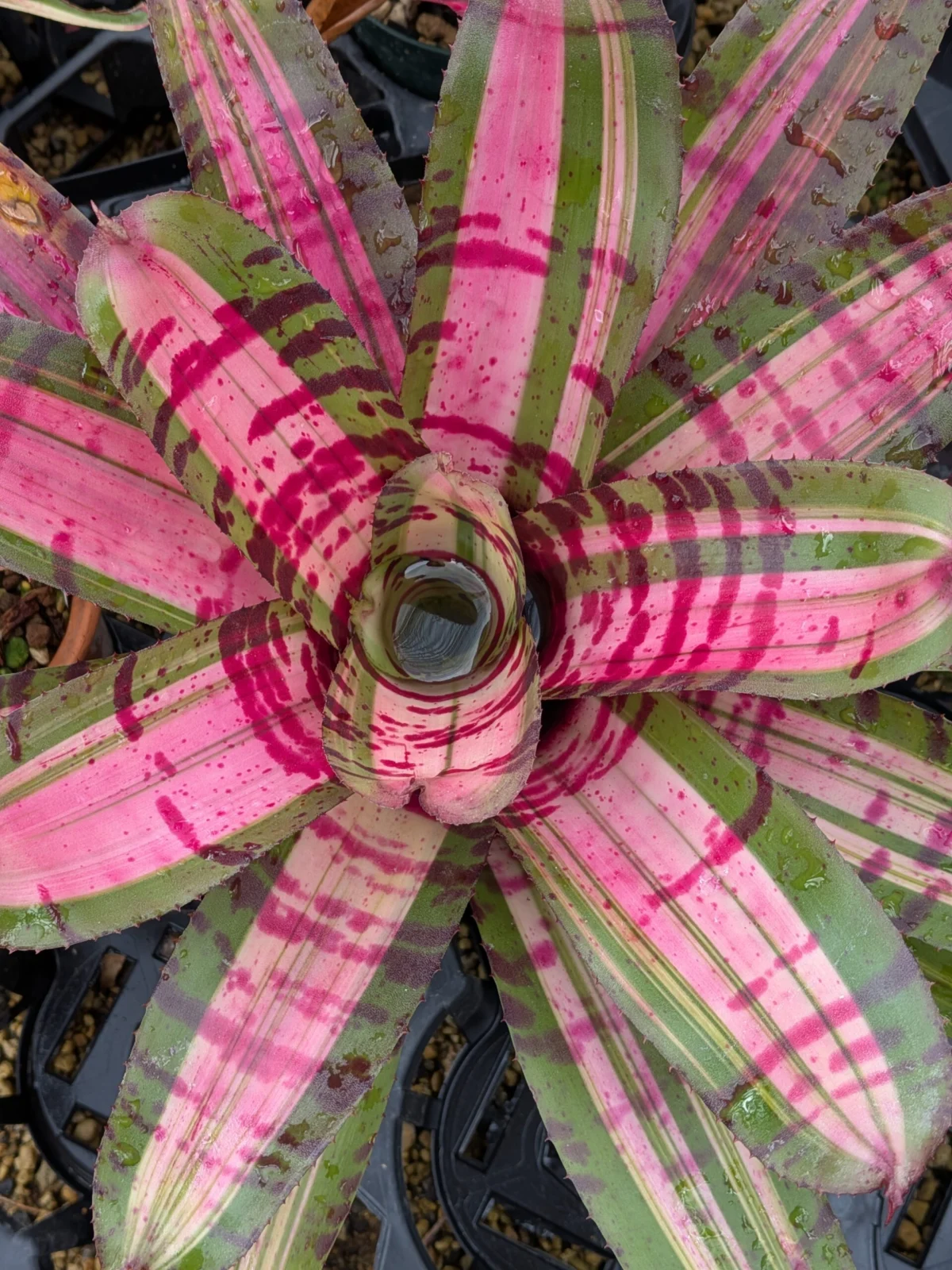 ネオレゲリア　キャットオブメニーカラーズ