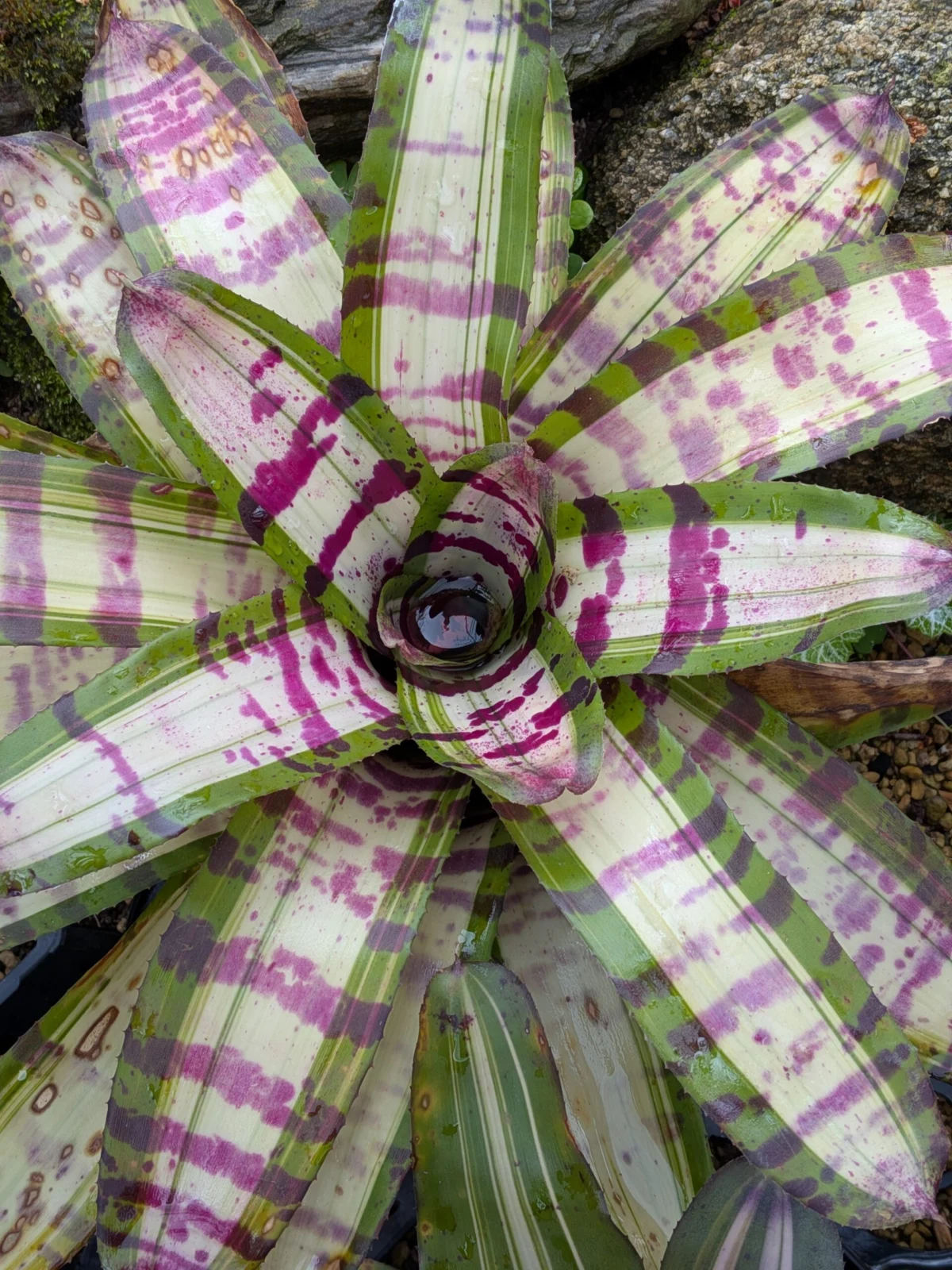 ネオレゲリア　マントラ