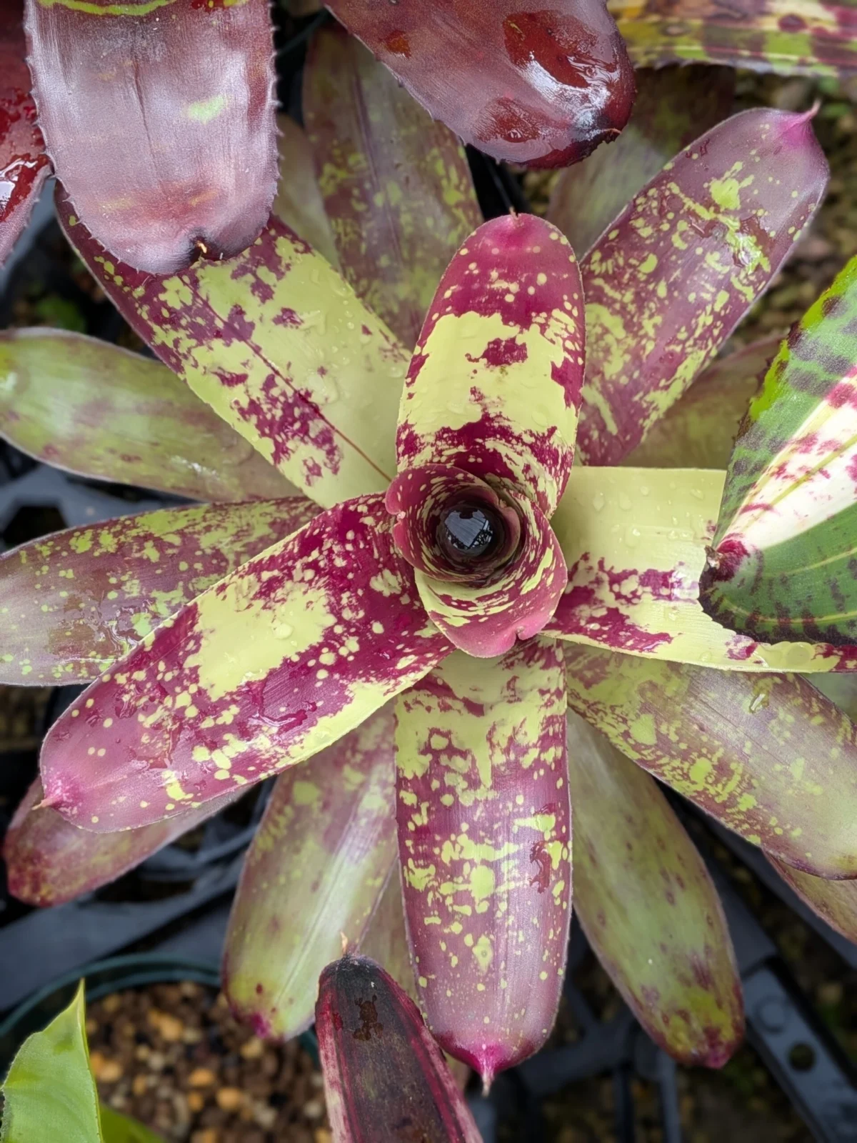 ネオレゲリア　ウィステリア