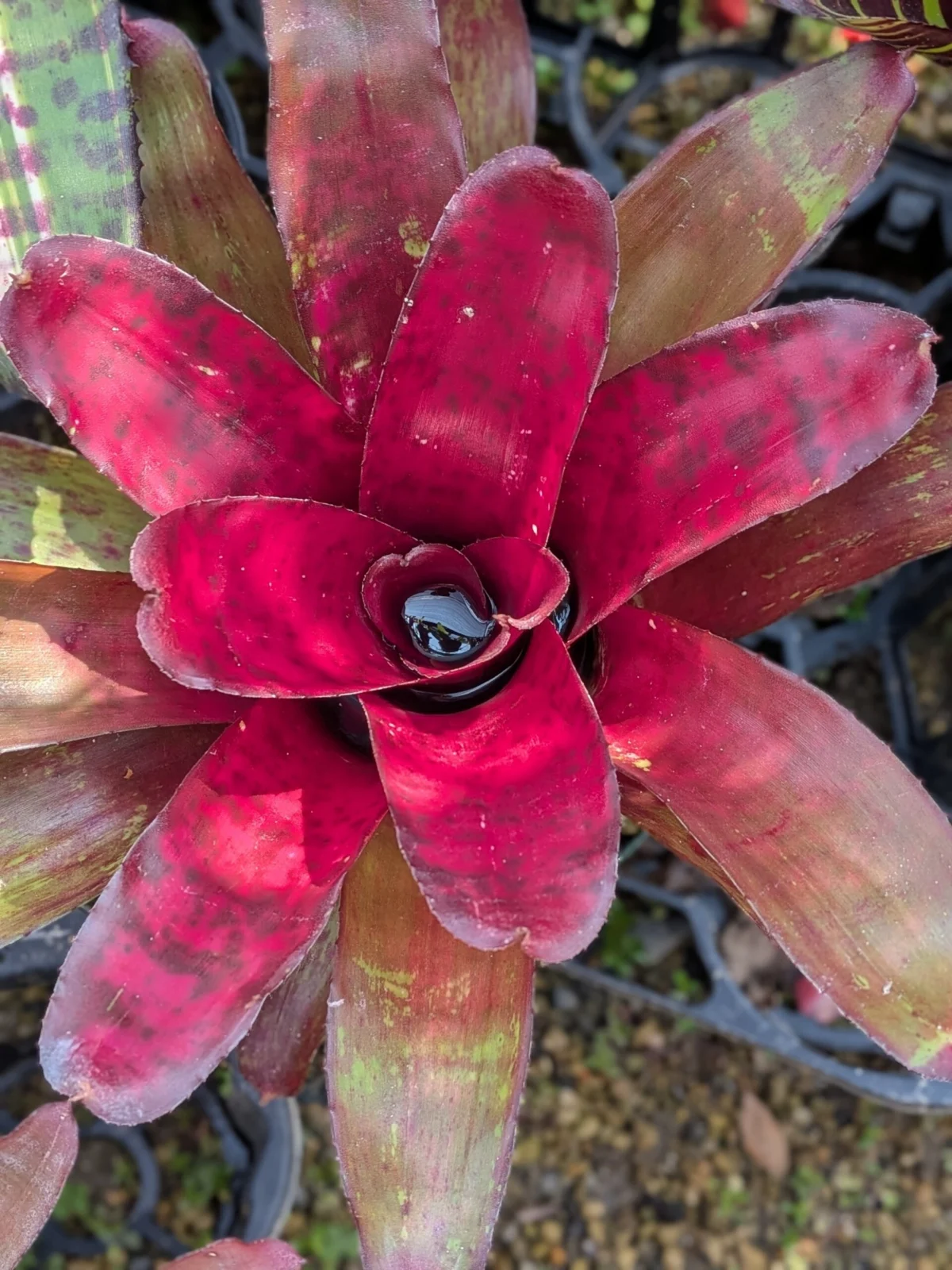 ネオレゲリア　サクラ×ウォーキングサンダー