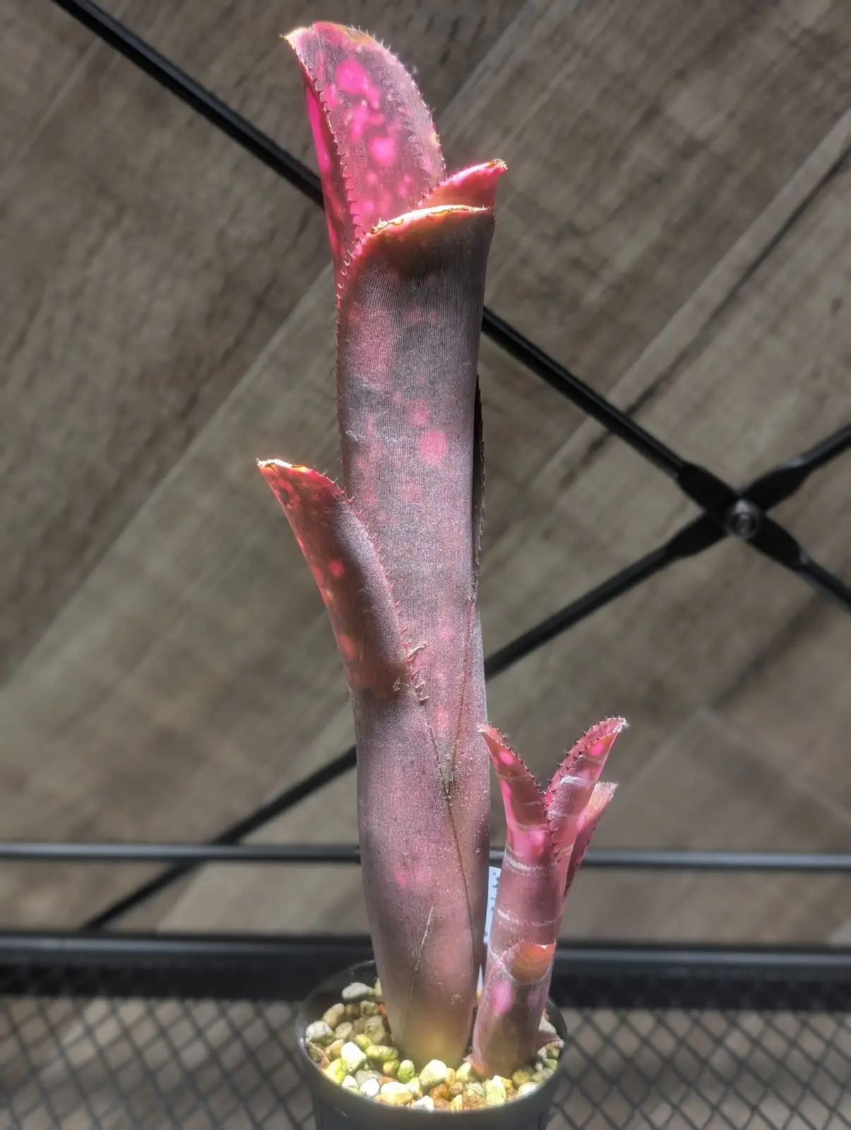 ビルベルギア インセンディアリディライト