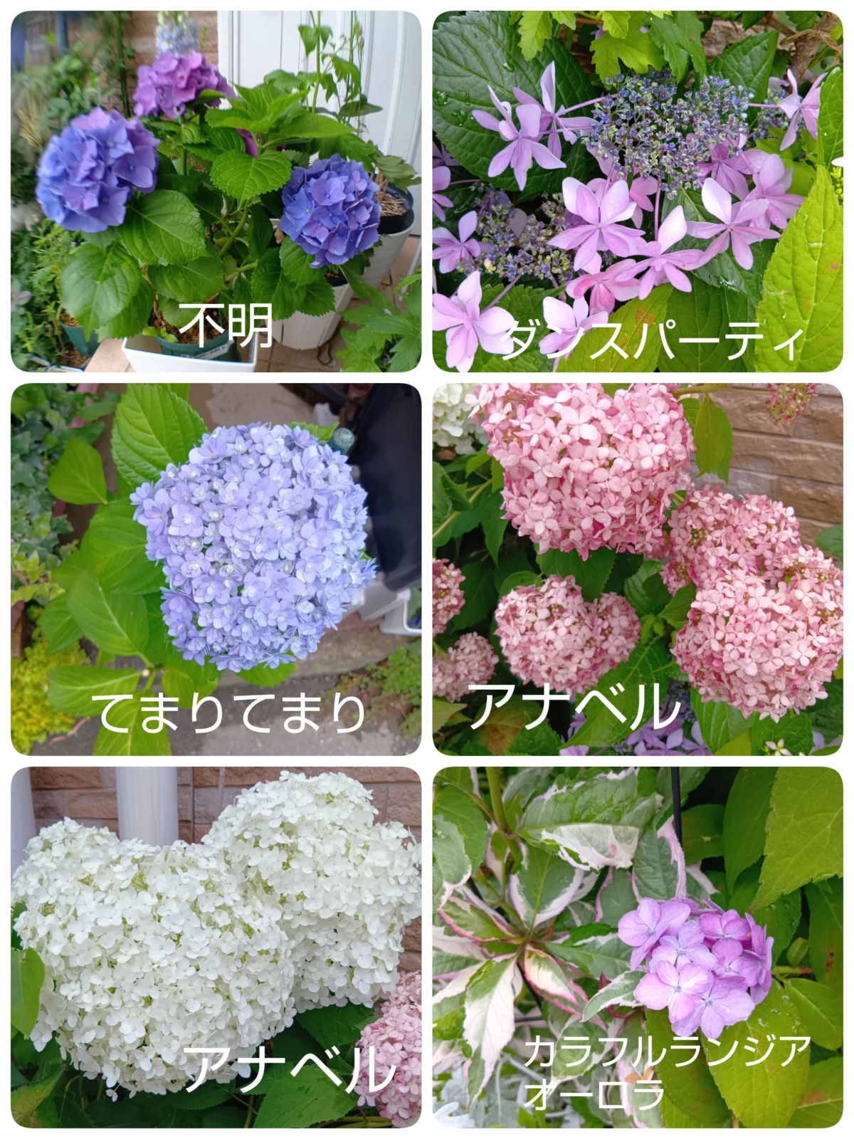 アジサイ　色々