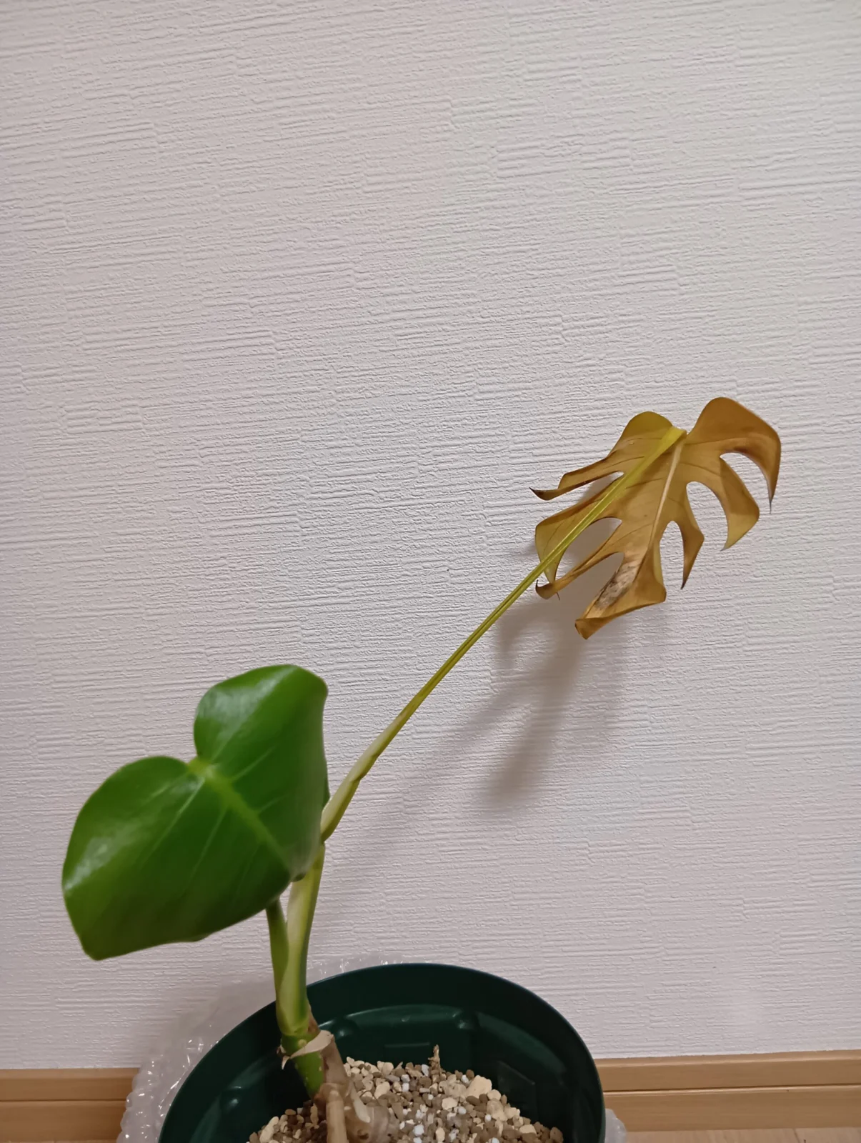 モンステラ　デシリオーサ