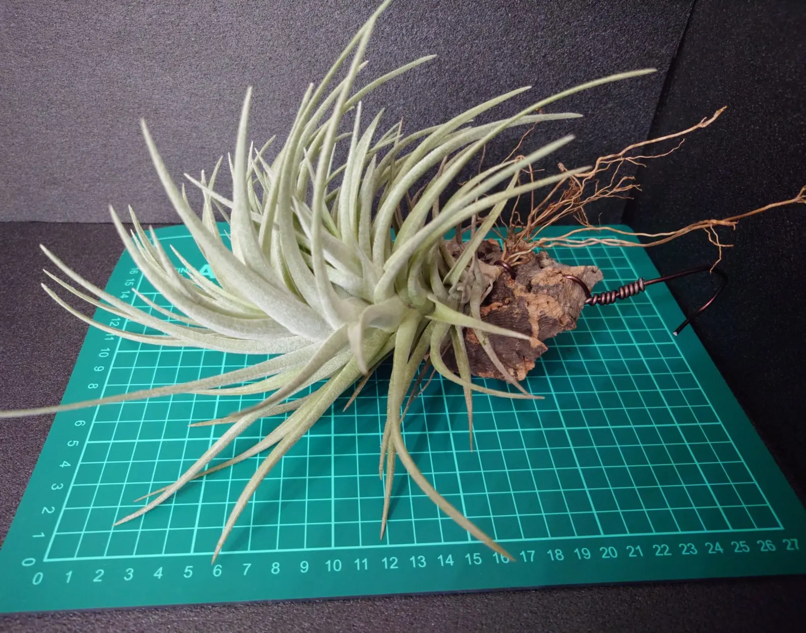 ティランジア　札落ち