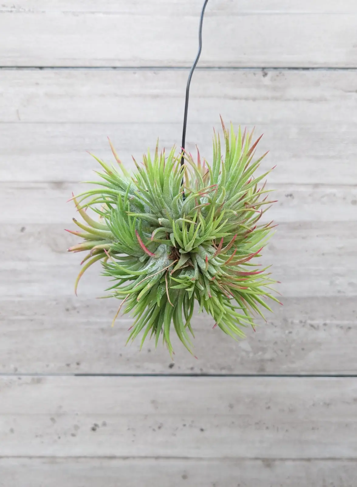 ティランジア　札落ち