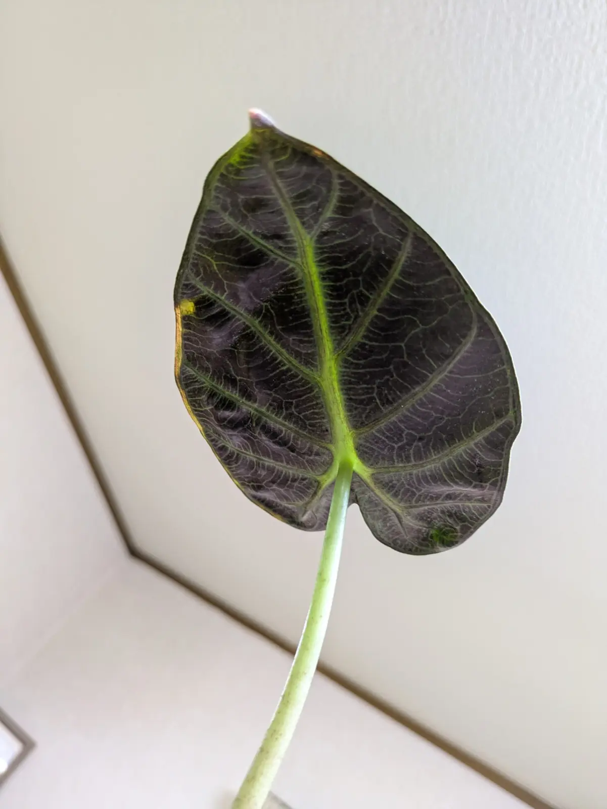 アロカシア　葉裏