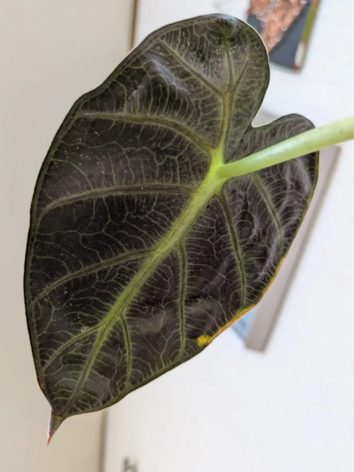 アロカシア　葉裏3
