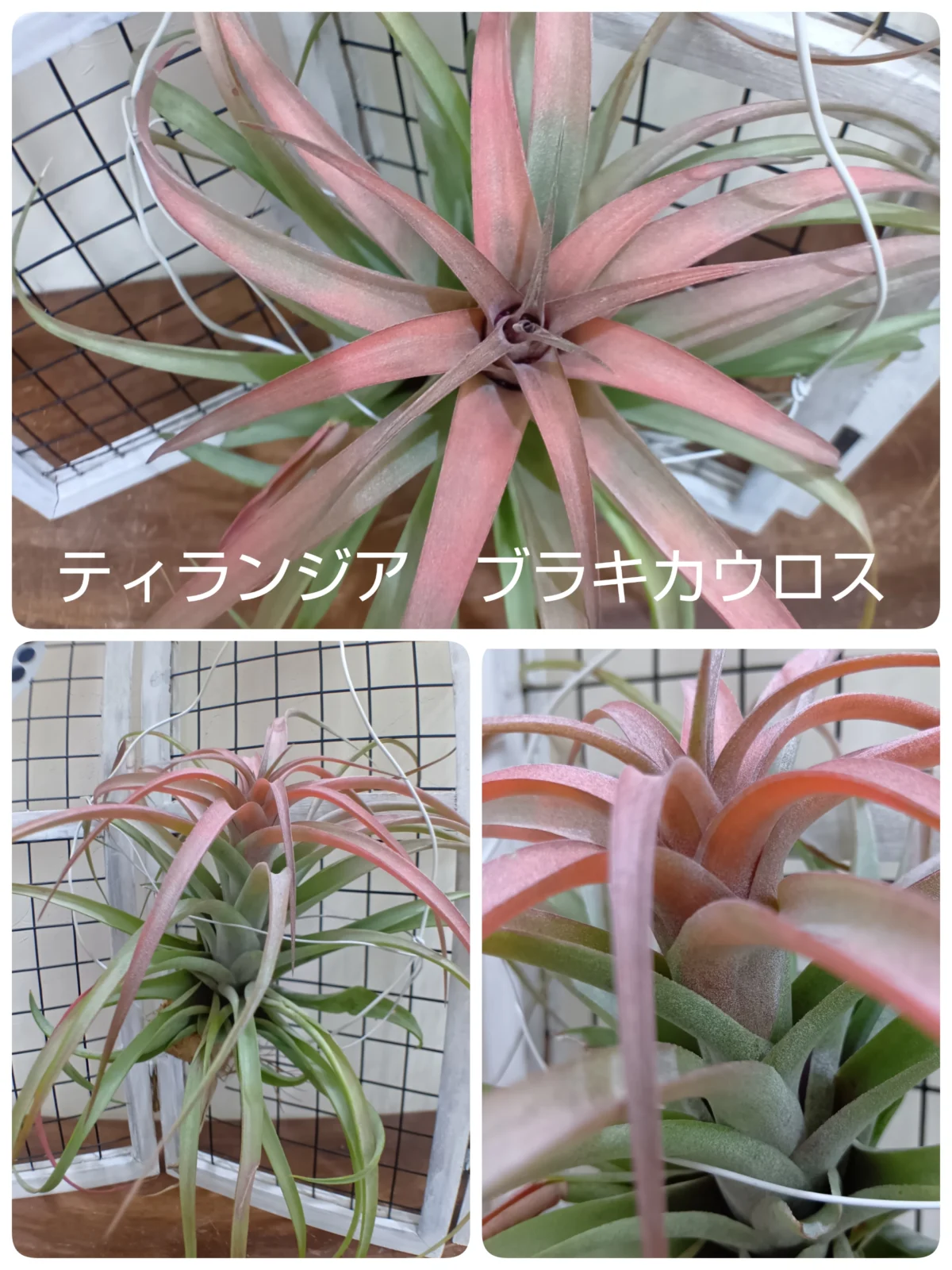 ティランジア　ブラキカウロス　だと