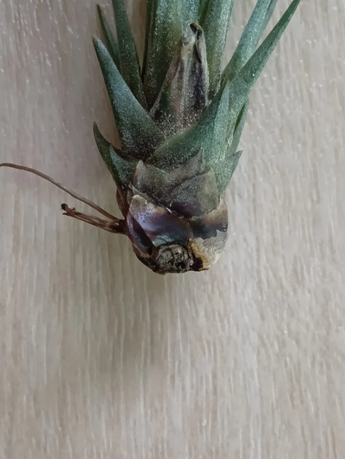 ジュンシフォリア　(撮り直し)