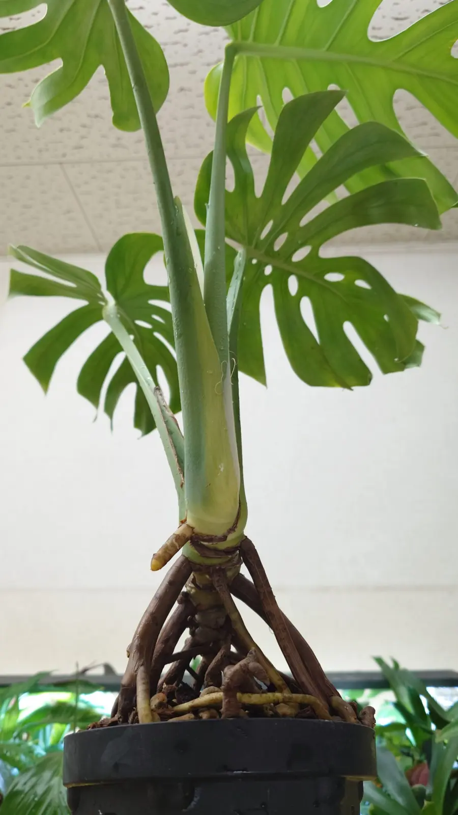 モンステラ デリシオーサ