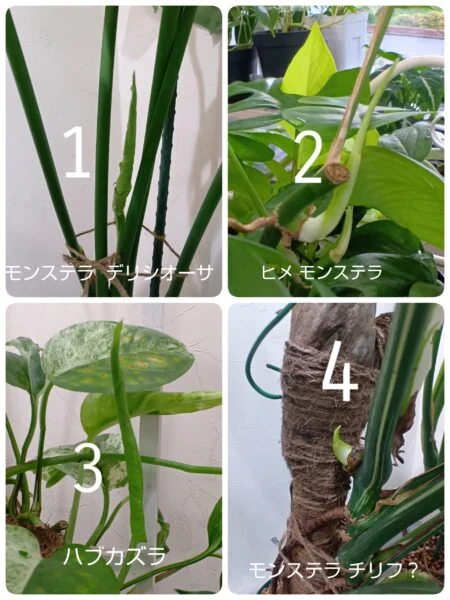 モンステラ　デリシオーサ　ヒメモンステラ他
