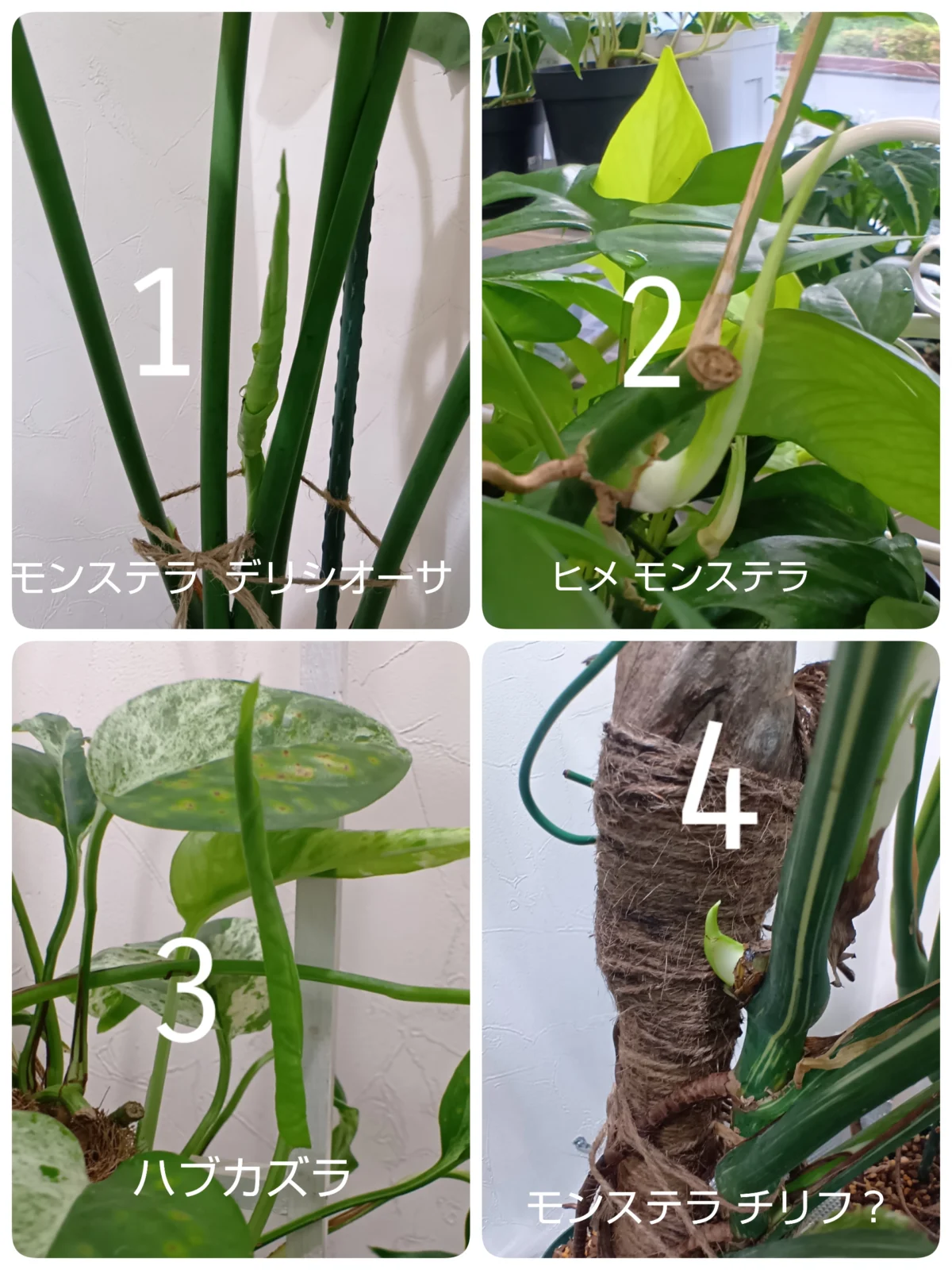 モンステラ　デリシオーサ　ヒメモンステラ他