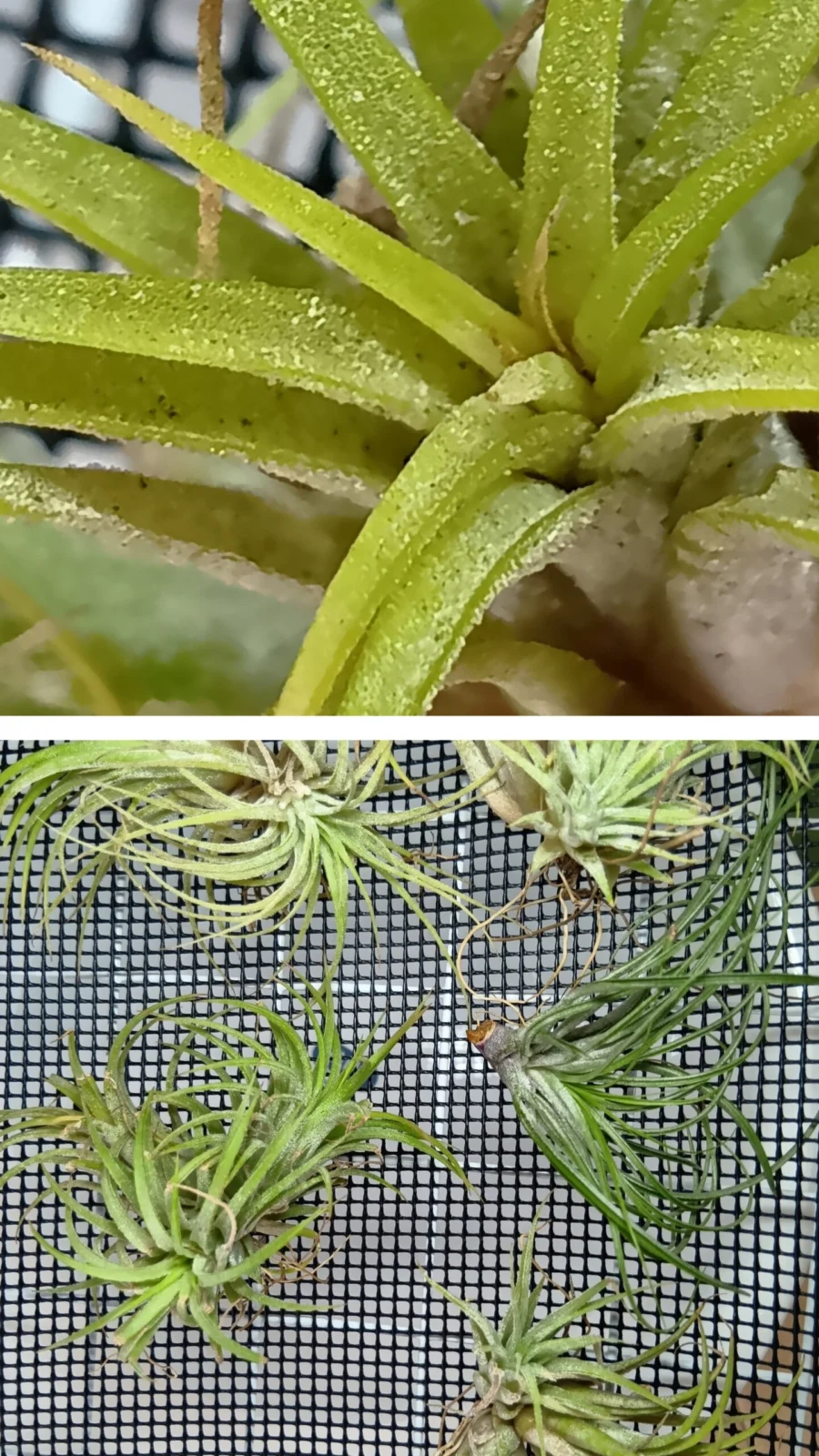 イオナンタ ルブラとストリクタ