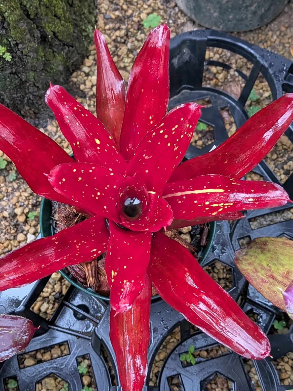 ネオレゲリア　ホニホニ