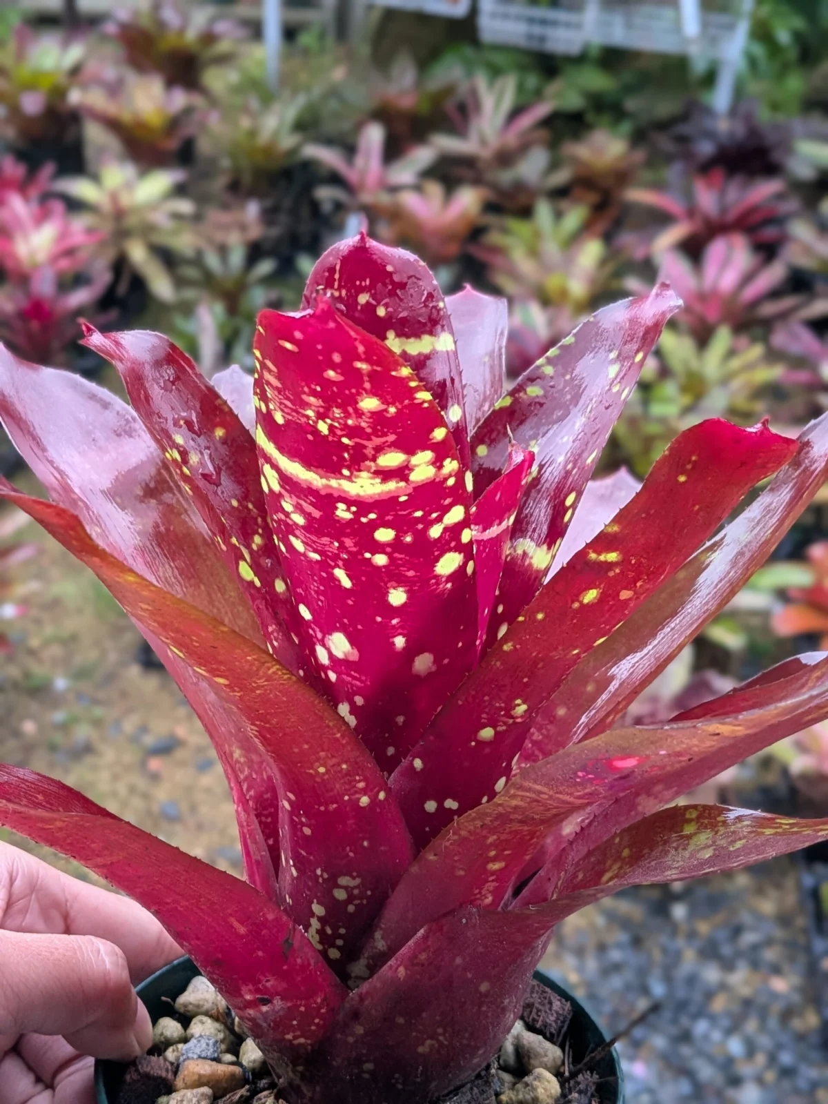 ネオレゲリア　ミシェル