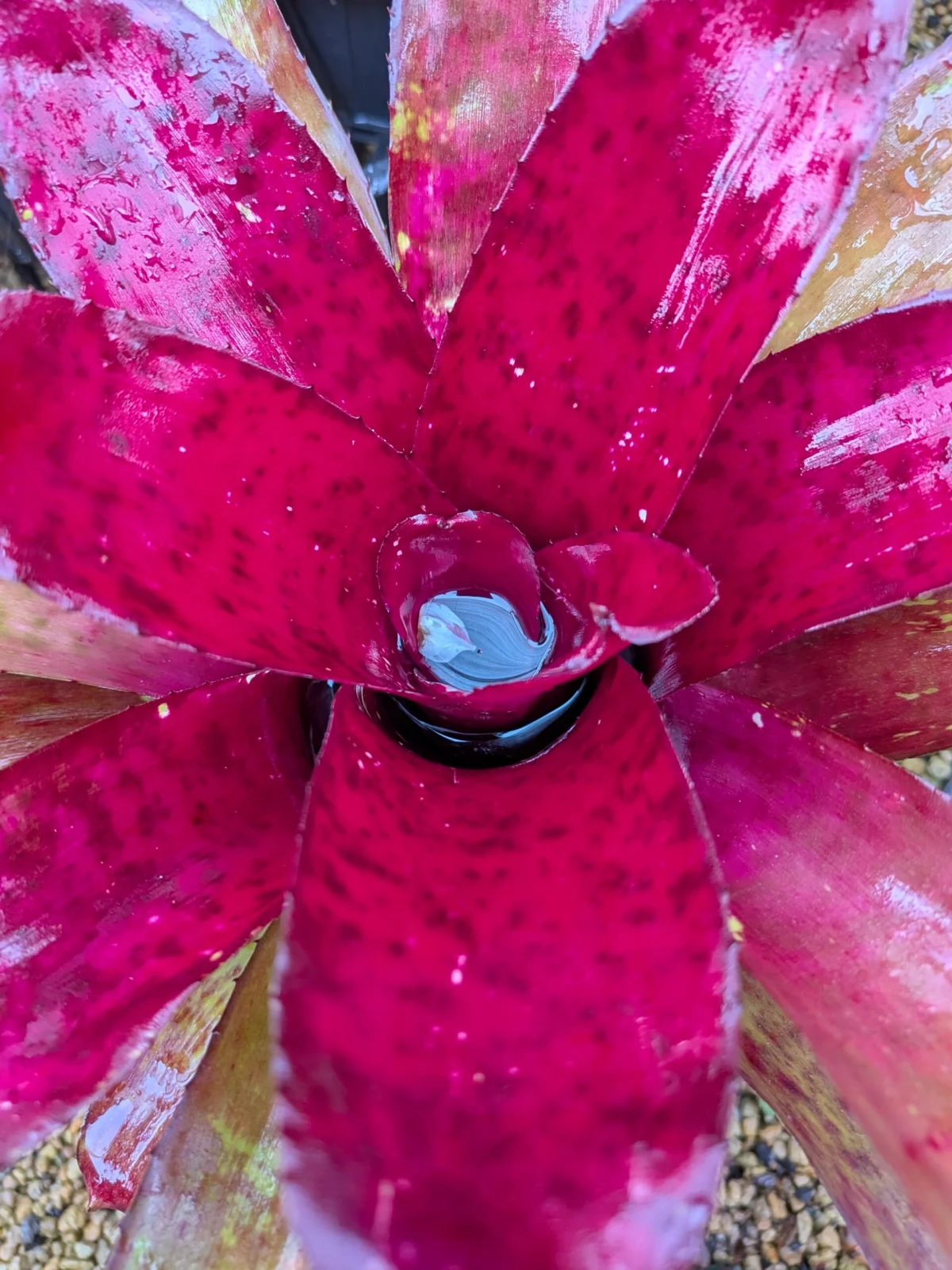 ネオレゲリア　サクラ×ウォーキングサンダー