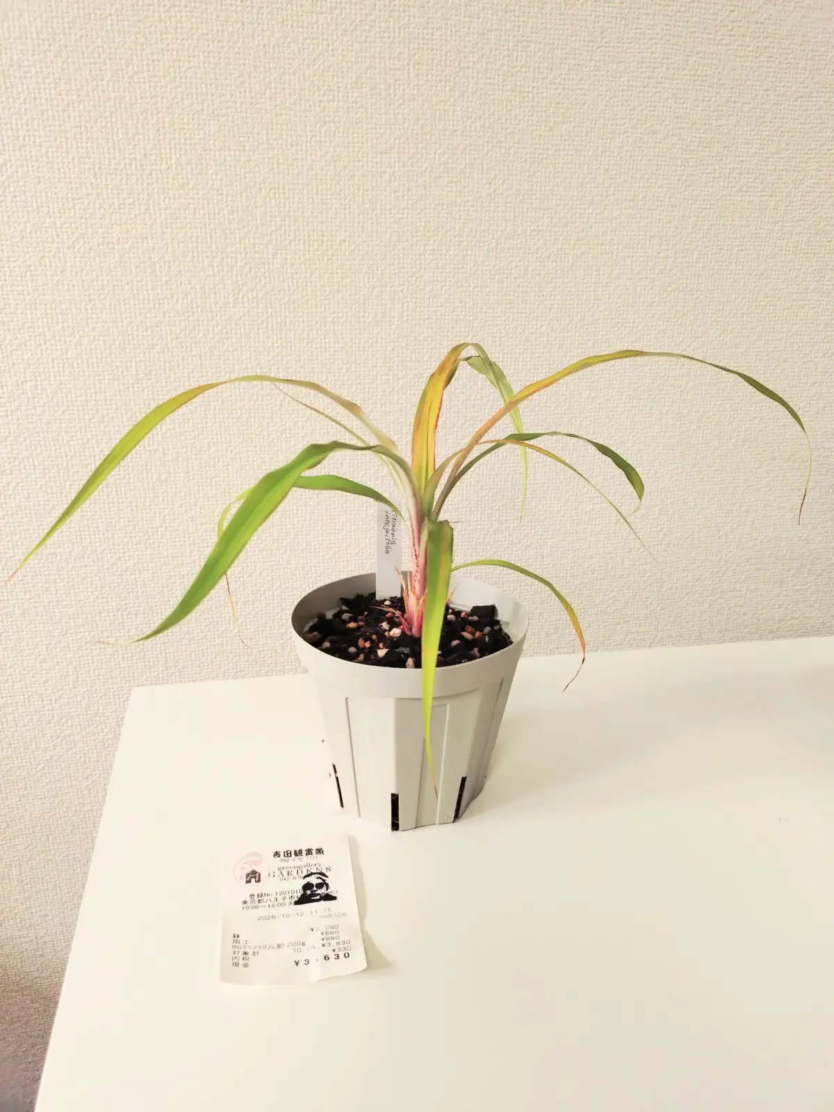 ピトカイルニア　インテグフォリア