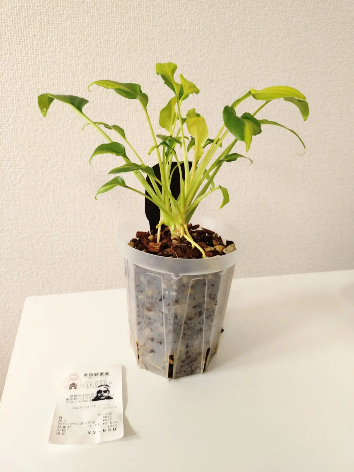 フィロデンドロン　ザナドゥ　ドワーフ　バリエガータ