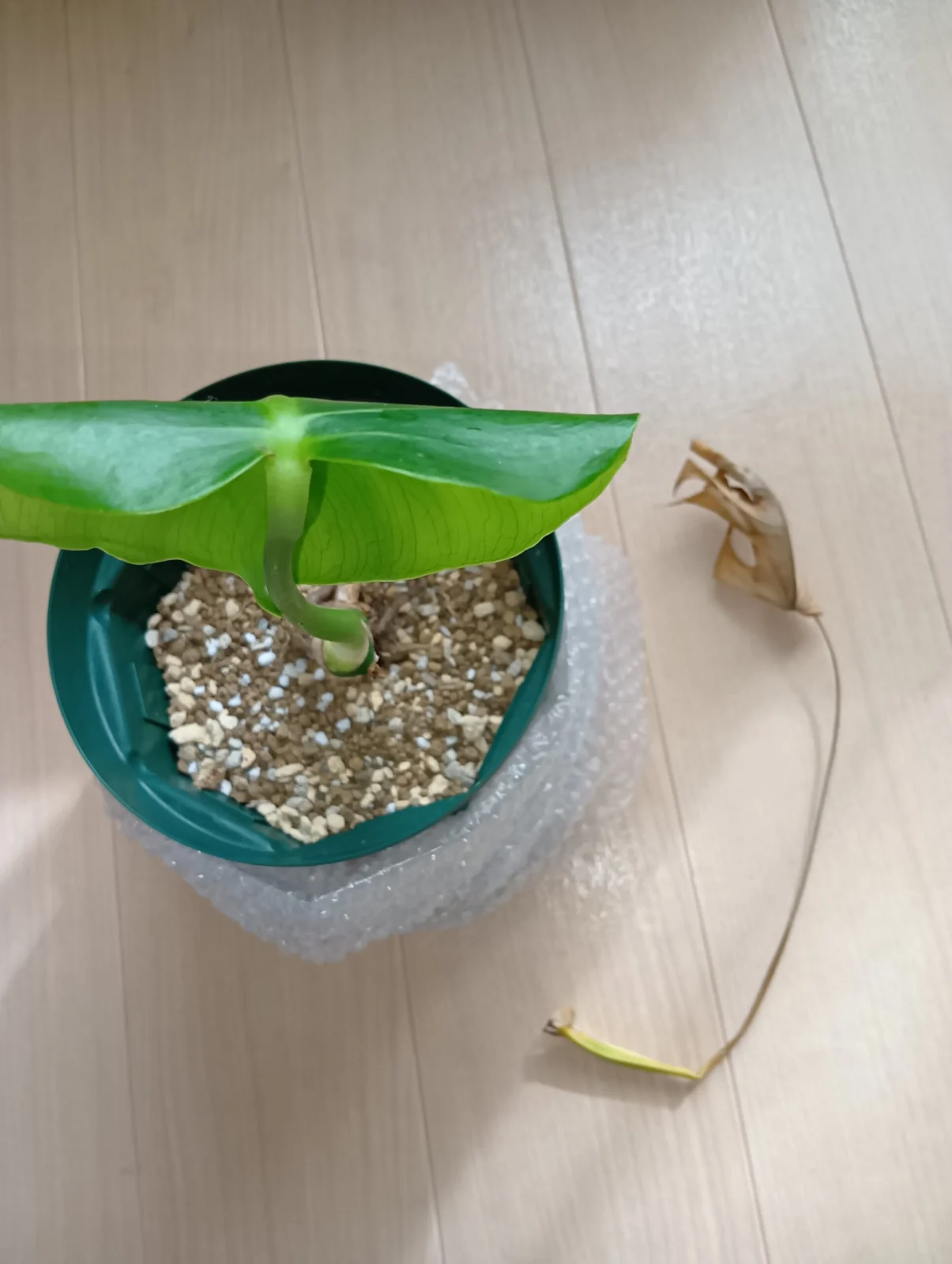 モンステラ デシリオーサ