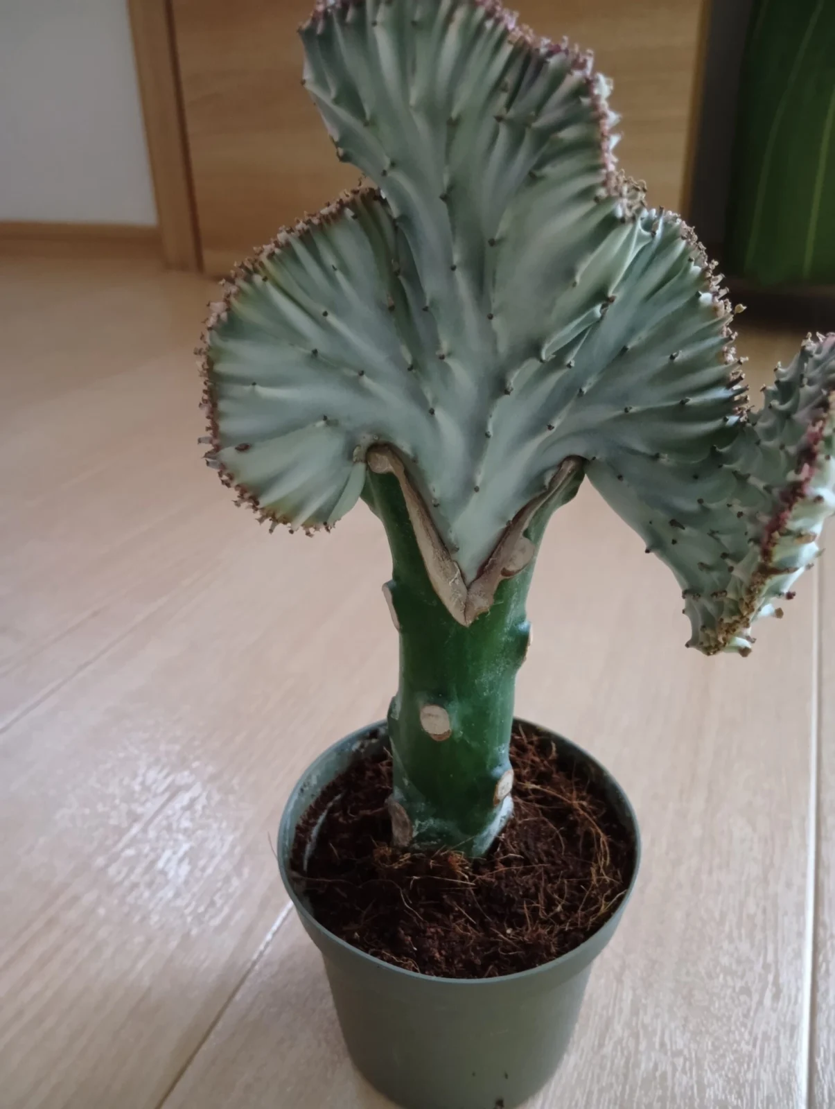 マハラジャ 多肉植物