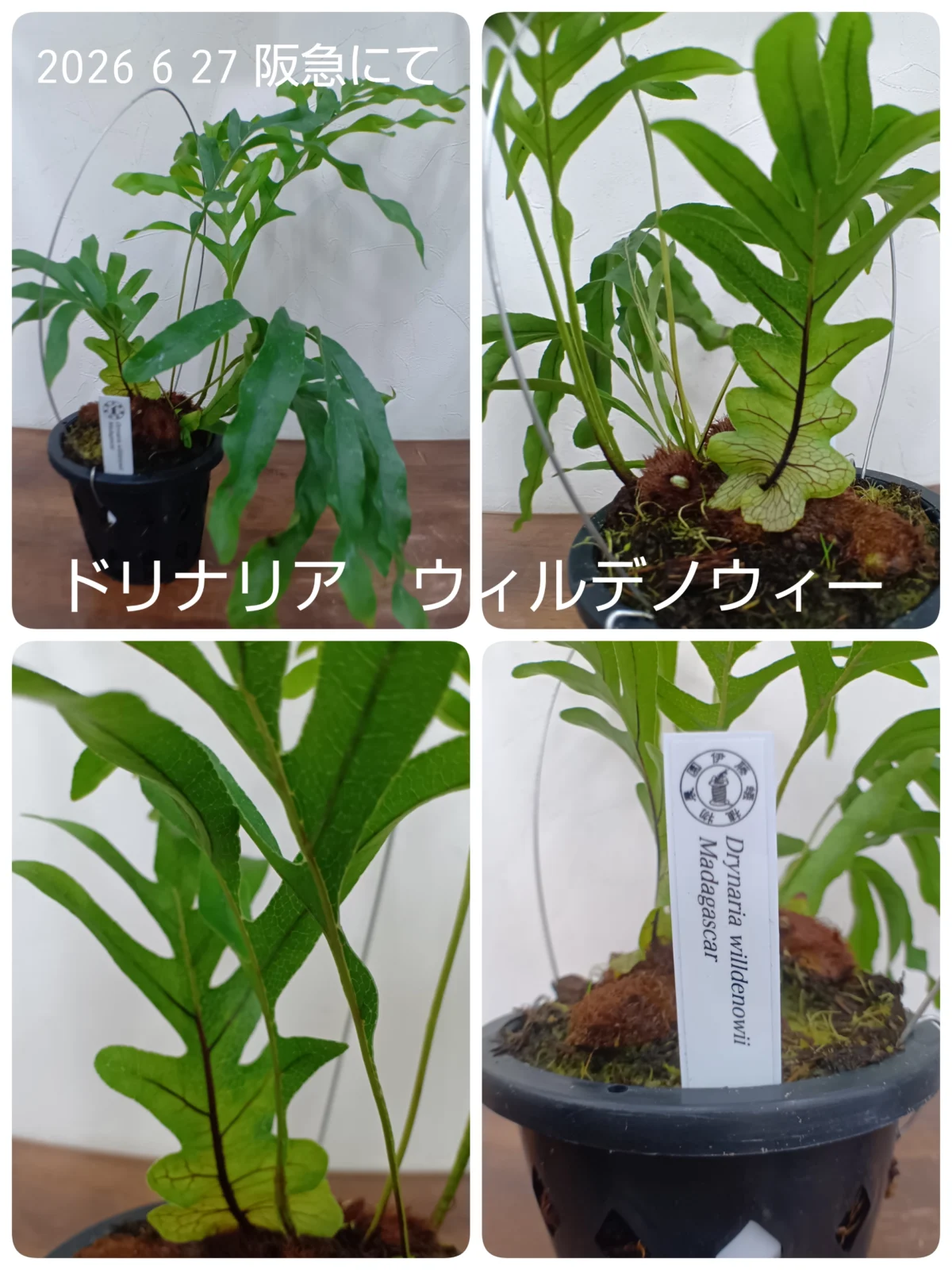 ドリナリア　ウィルデノウィー