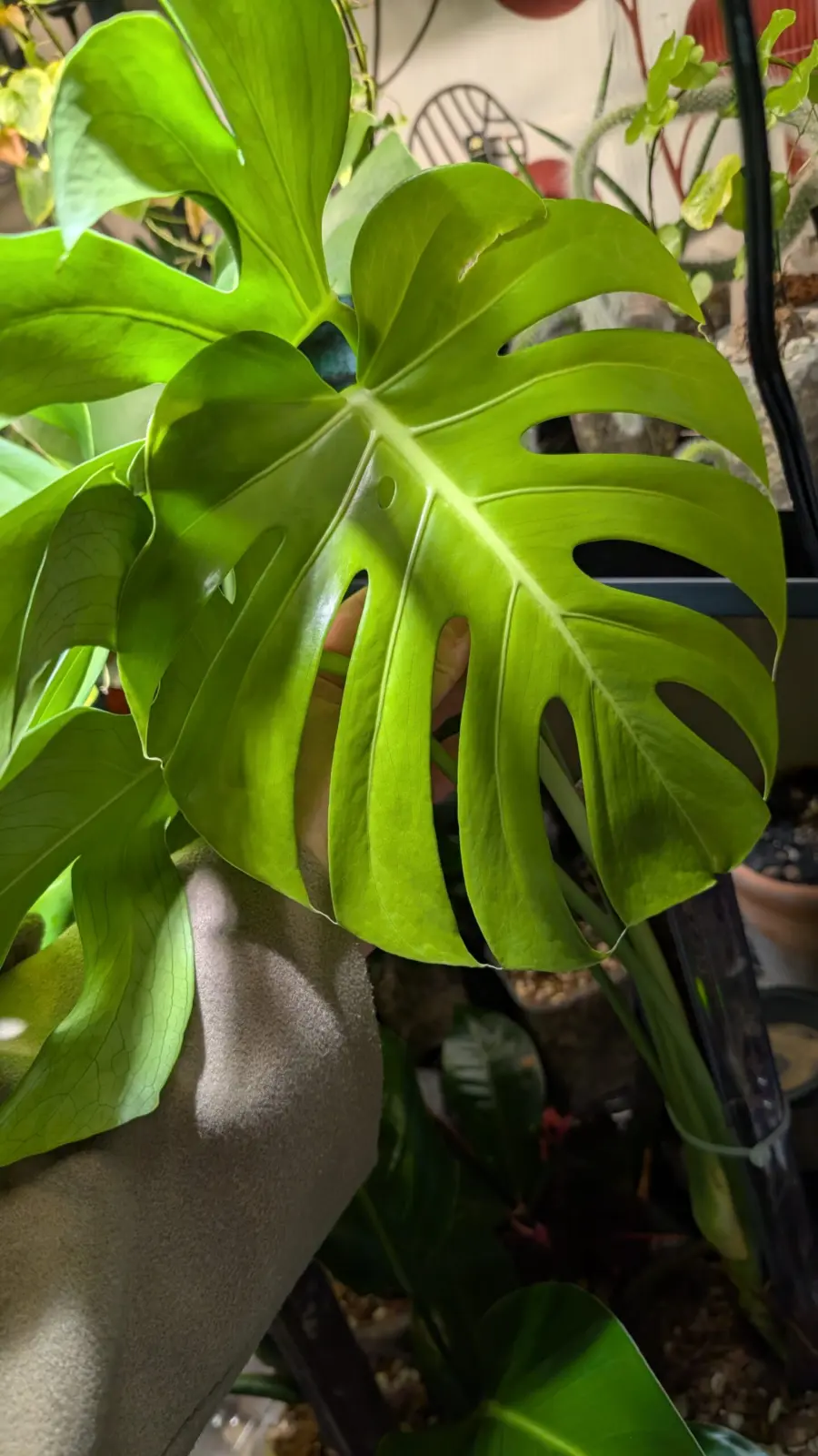 モンステラ タウエリー実生