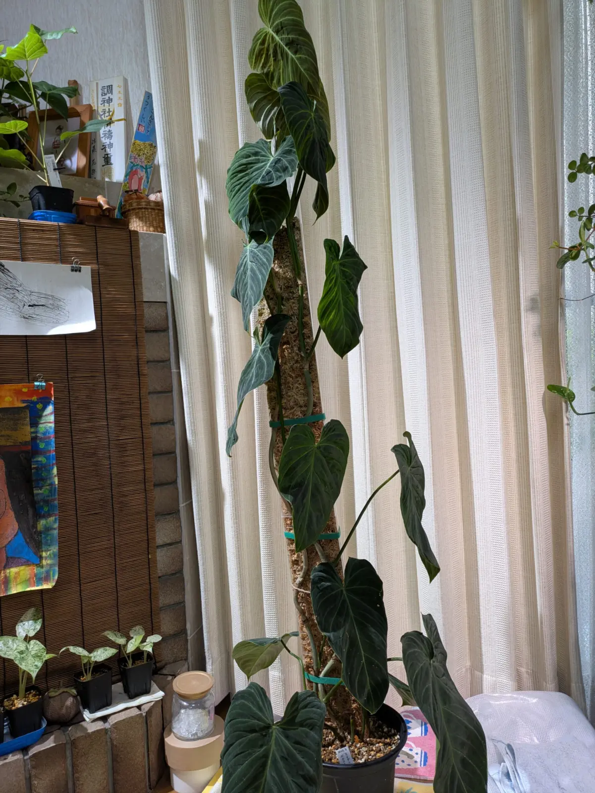 フィロデンドロン　ベルコーサム