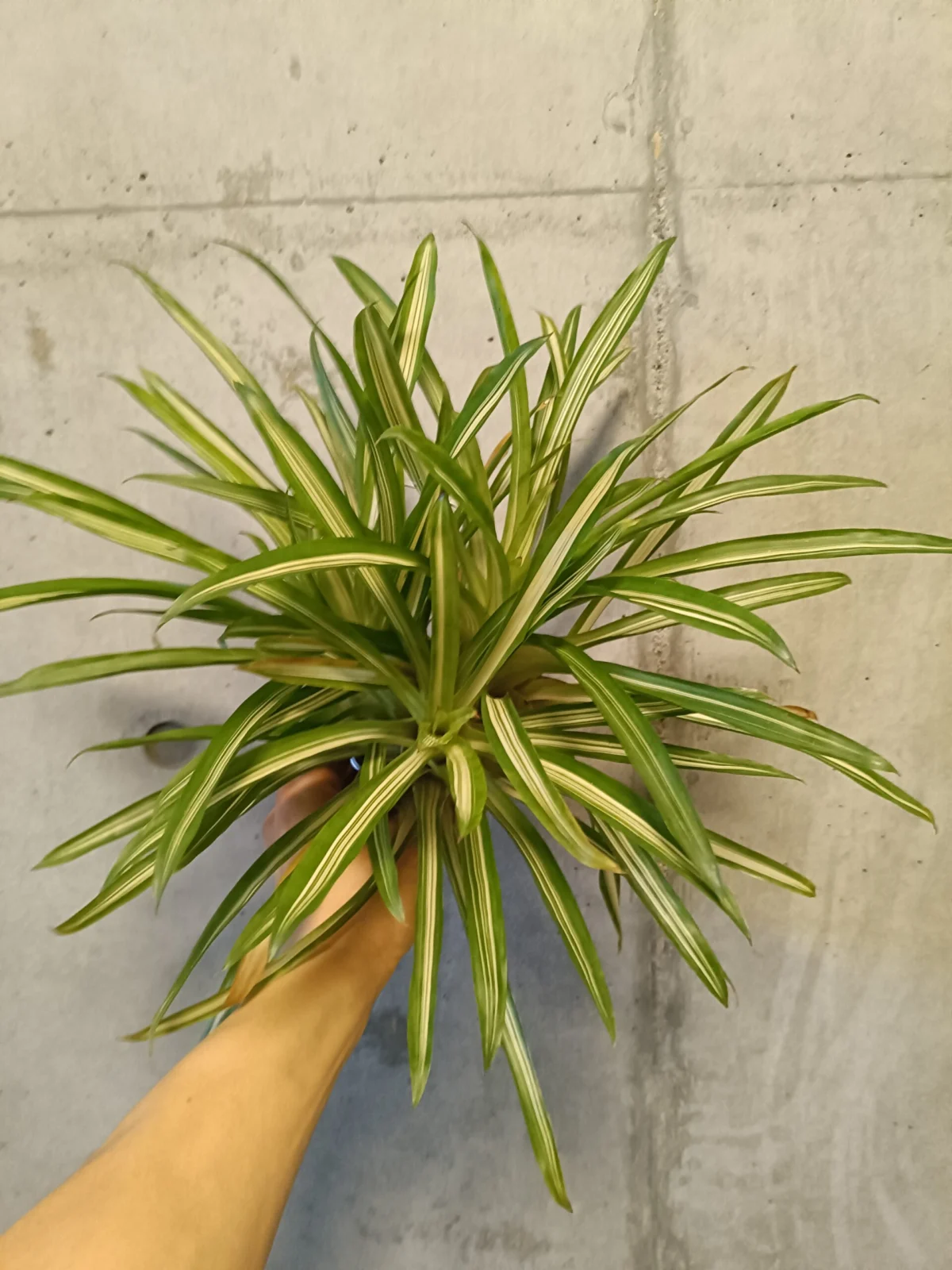 グズマニア アイスクリーム