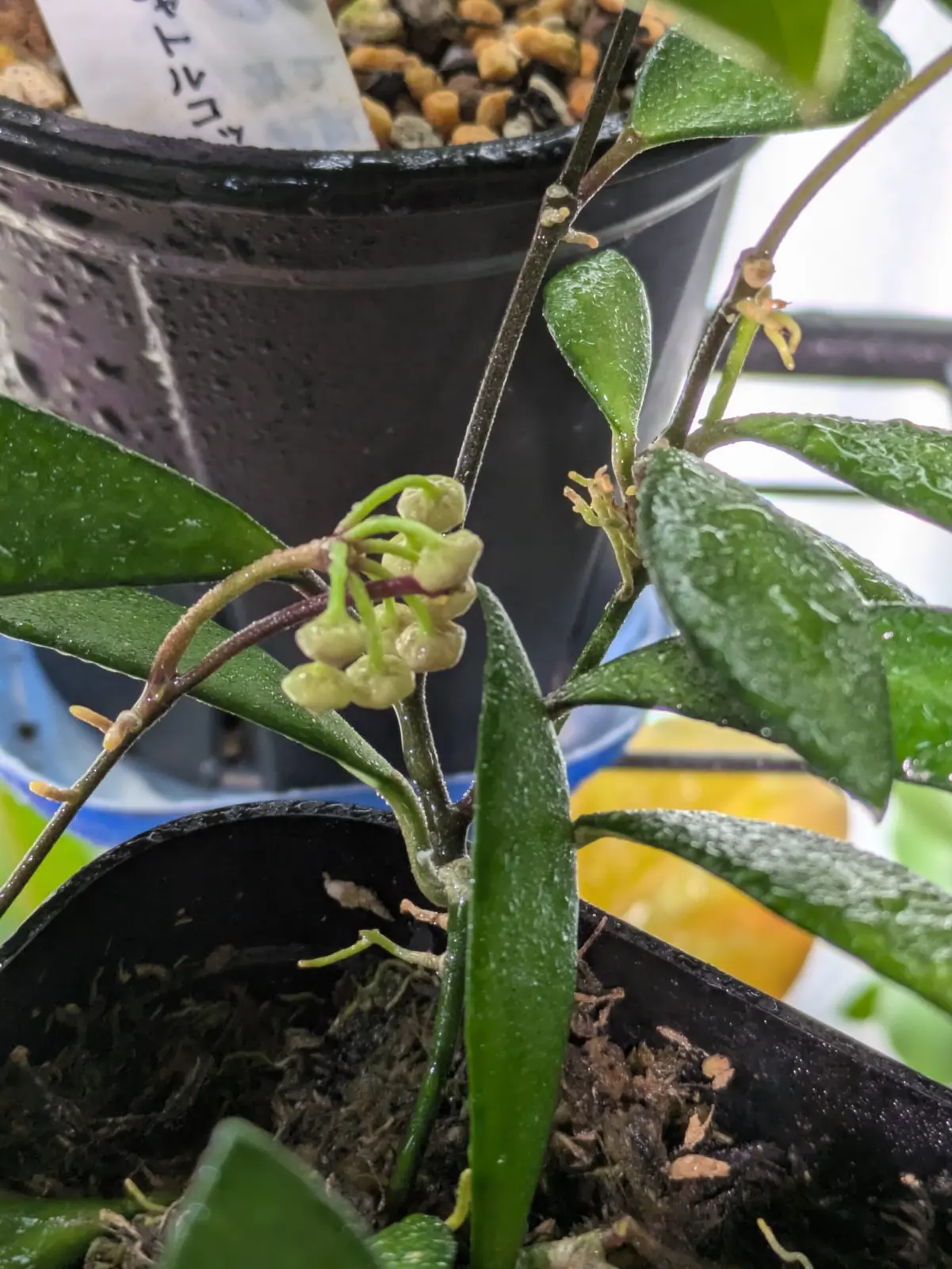 ホヤ　パピフォラ