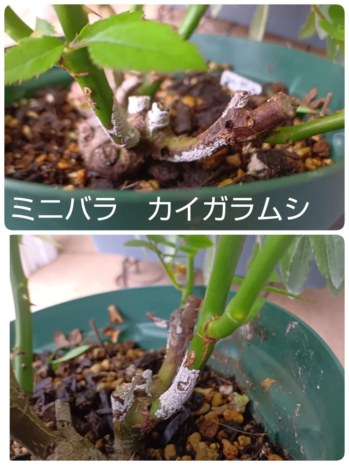 ミニバラ　カイガラムシ