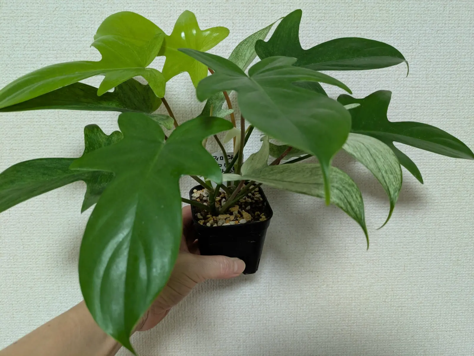 フィロデンドロン　フロリダ　ゴーストミント