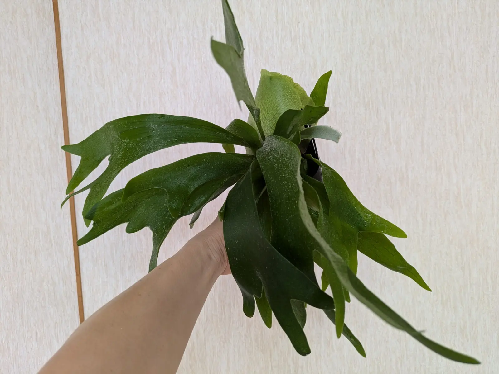 ビカクシダネザーランド