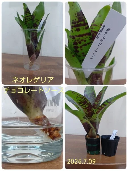 ネオレゲリア　チョコレートソース
