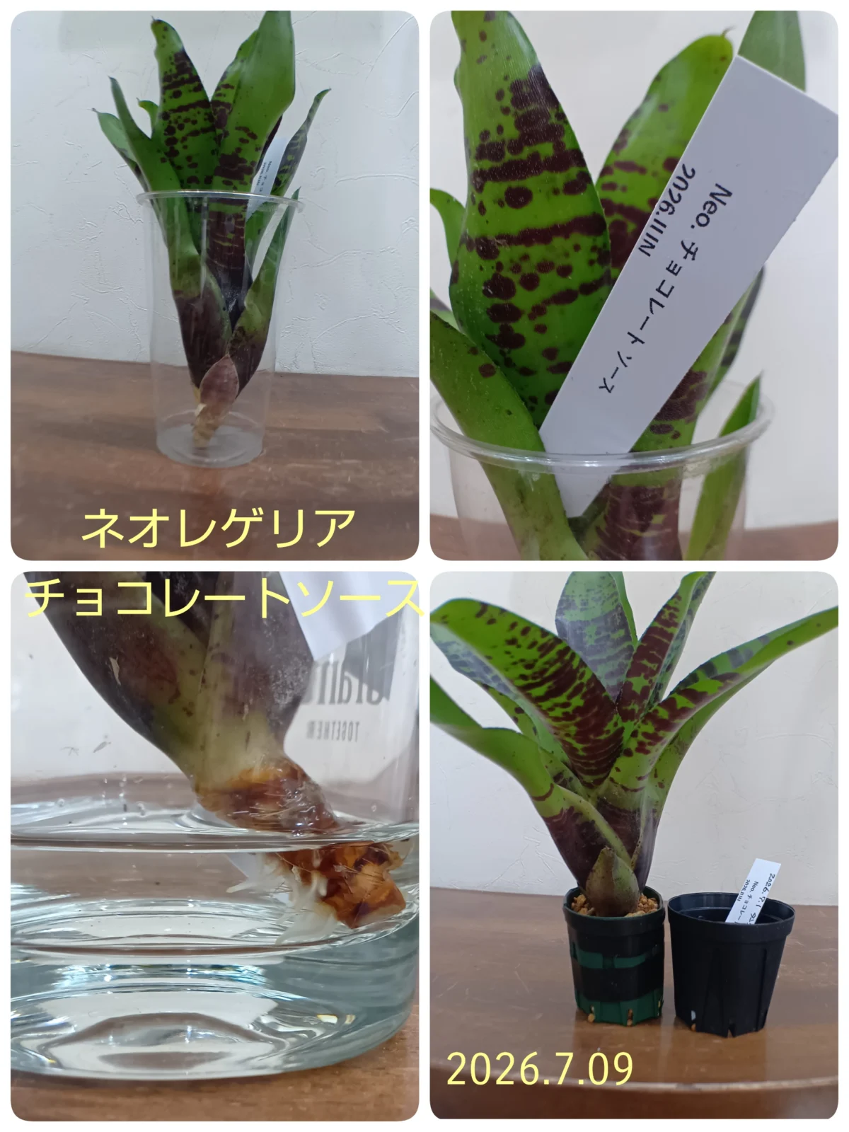 ネオレゲリア　チョコレートソース