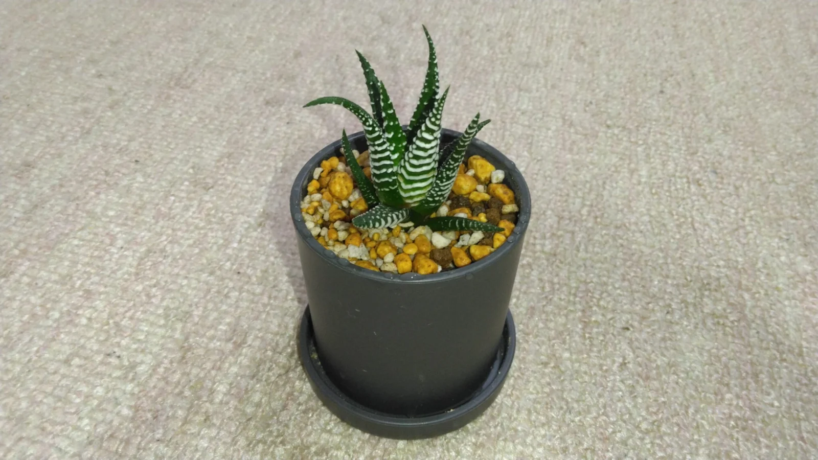ハオルチア 十二の巻