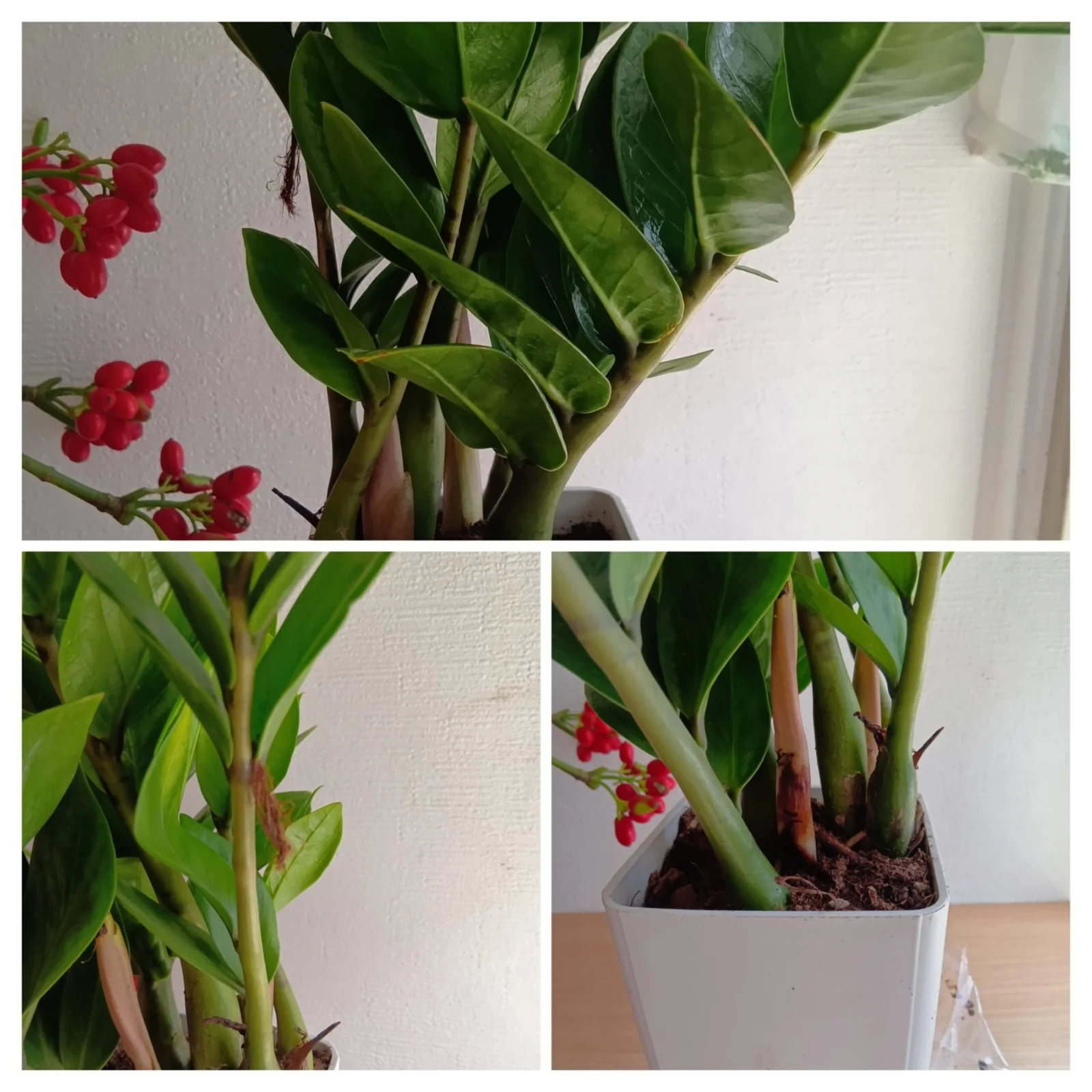 ザミオクルカス ザミイフォリア