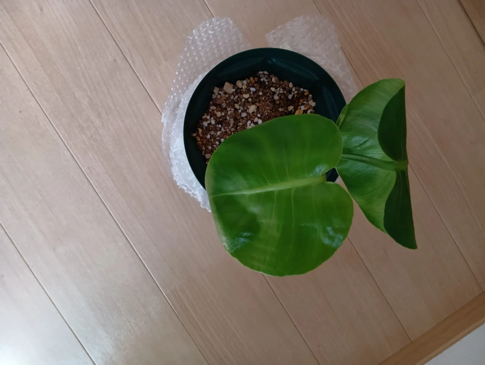 モンステラ　デリシオーサ