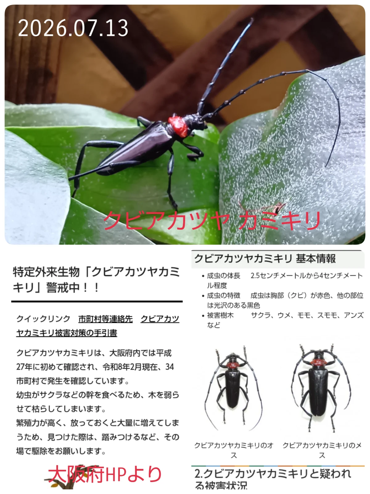 クビアカツヤカミキリ 虫